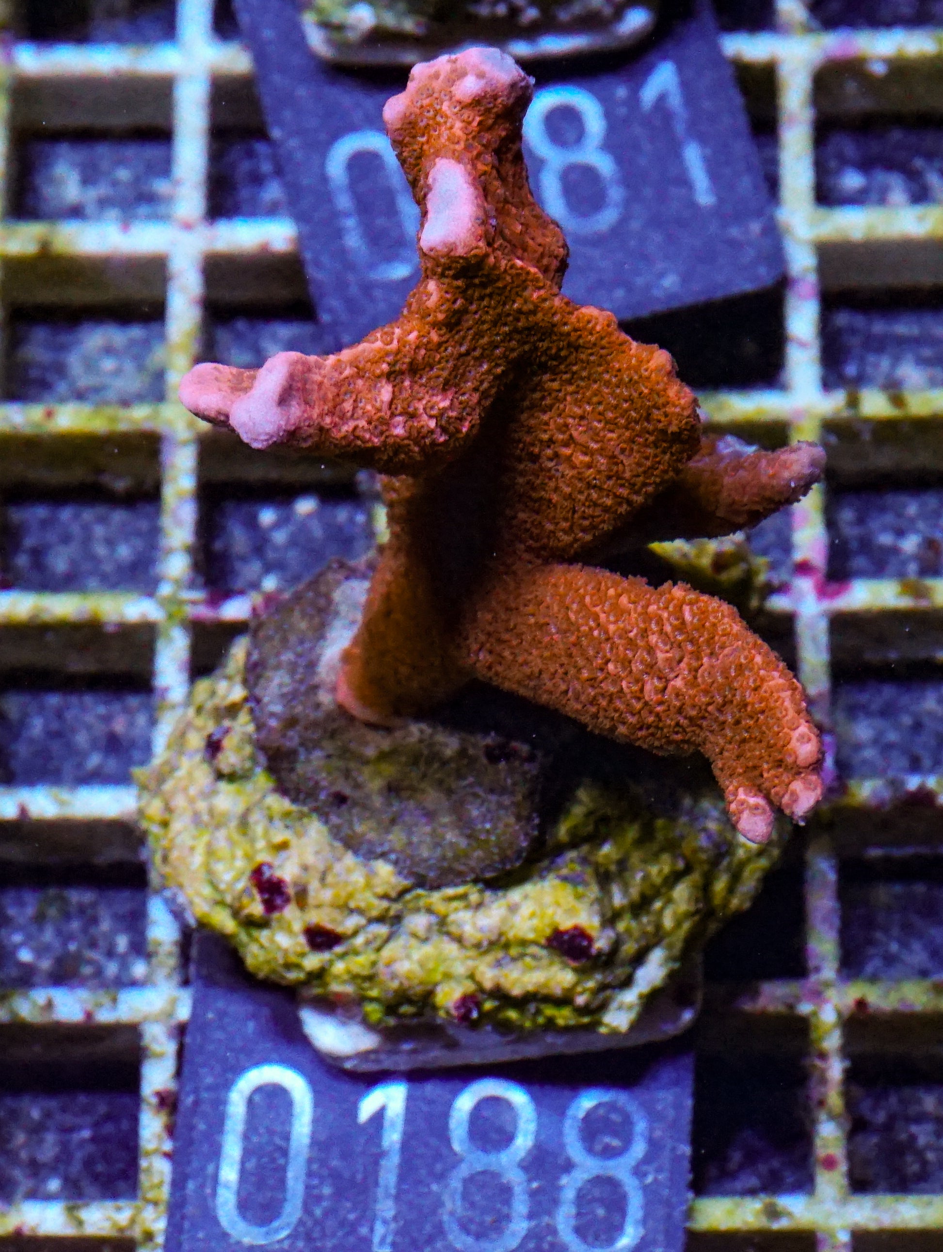 Montipora altasepta "digitata" rot