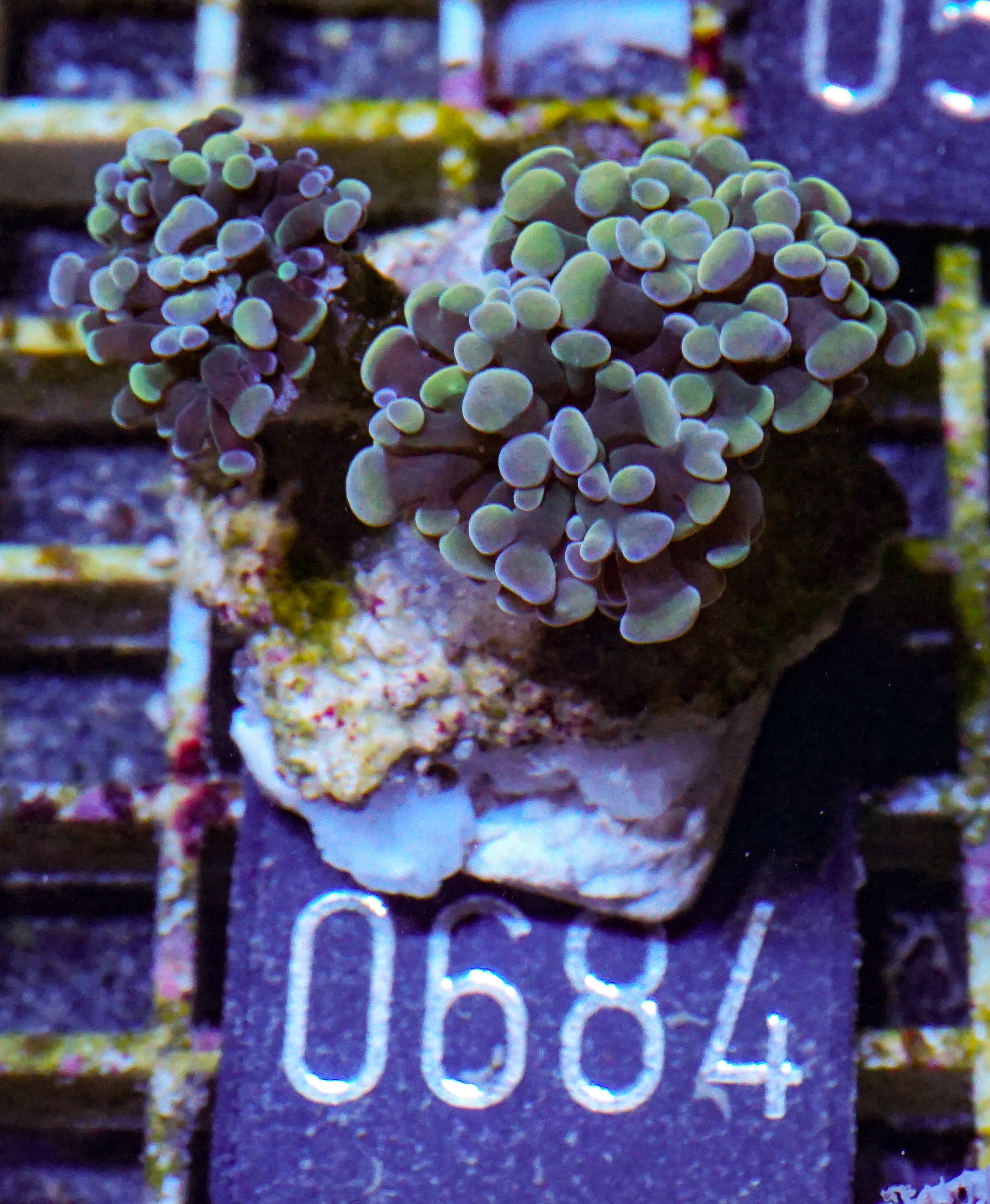 Euphyllia/Fimbriaphyllia paraancora "golden nugget"