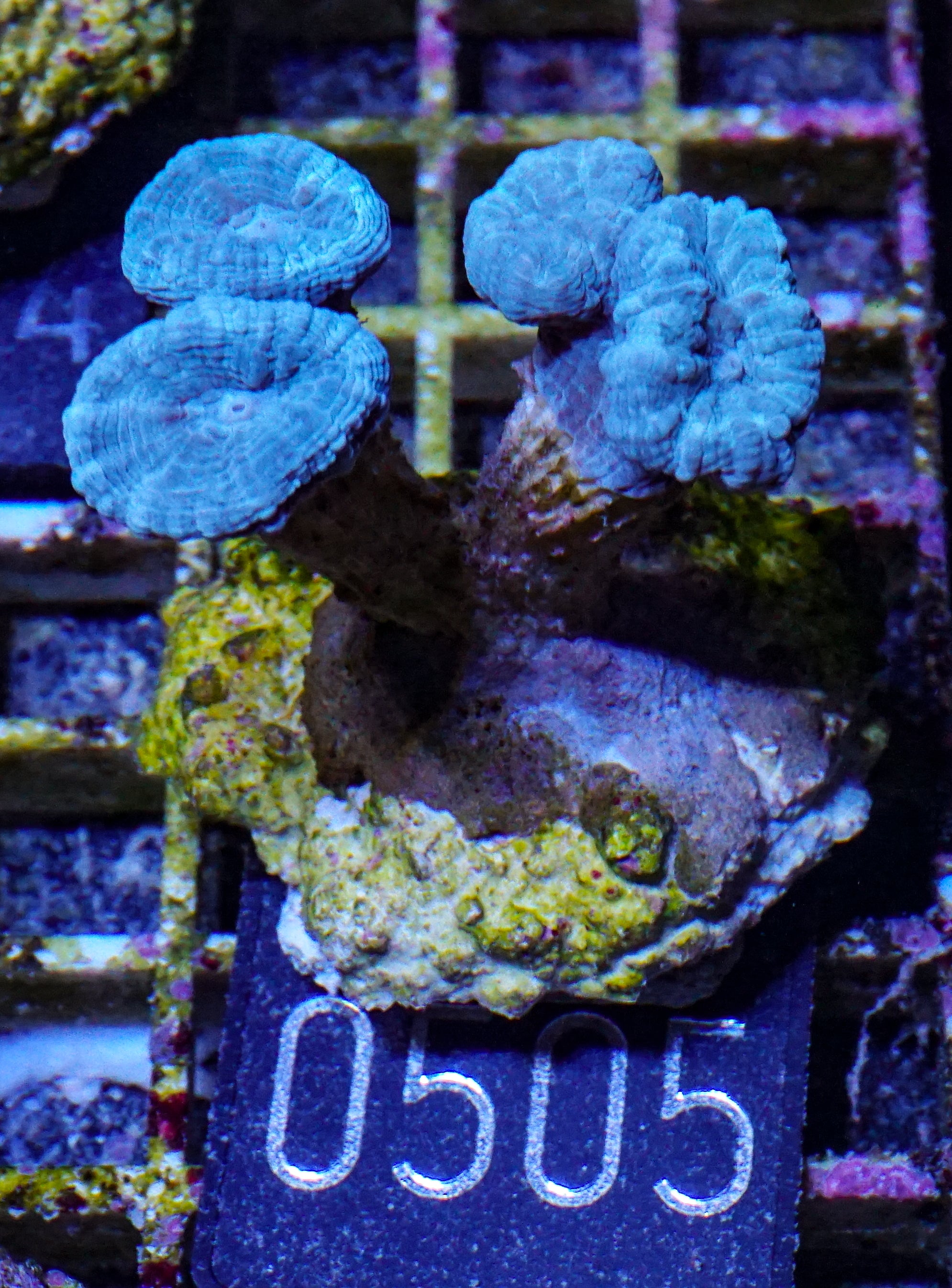 Caulastraea furcata "blau"