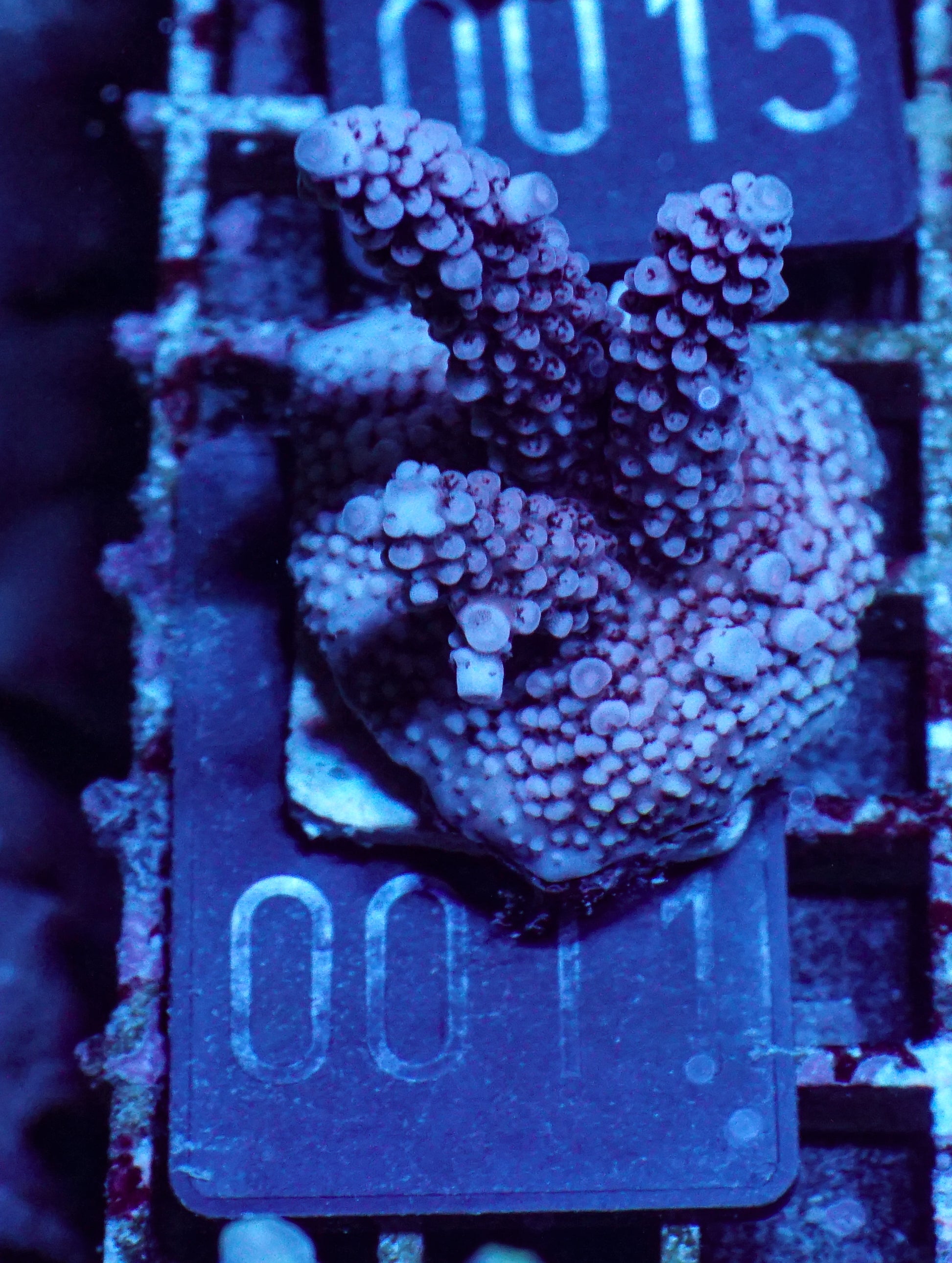 Acropora vermiculata „red jacket“
