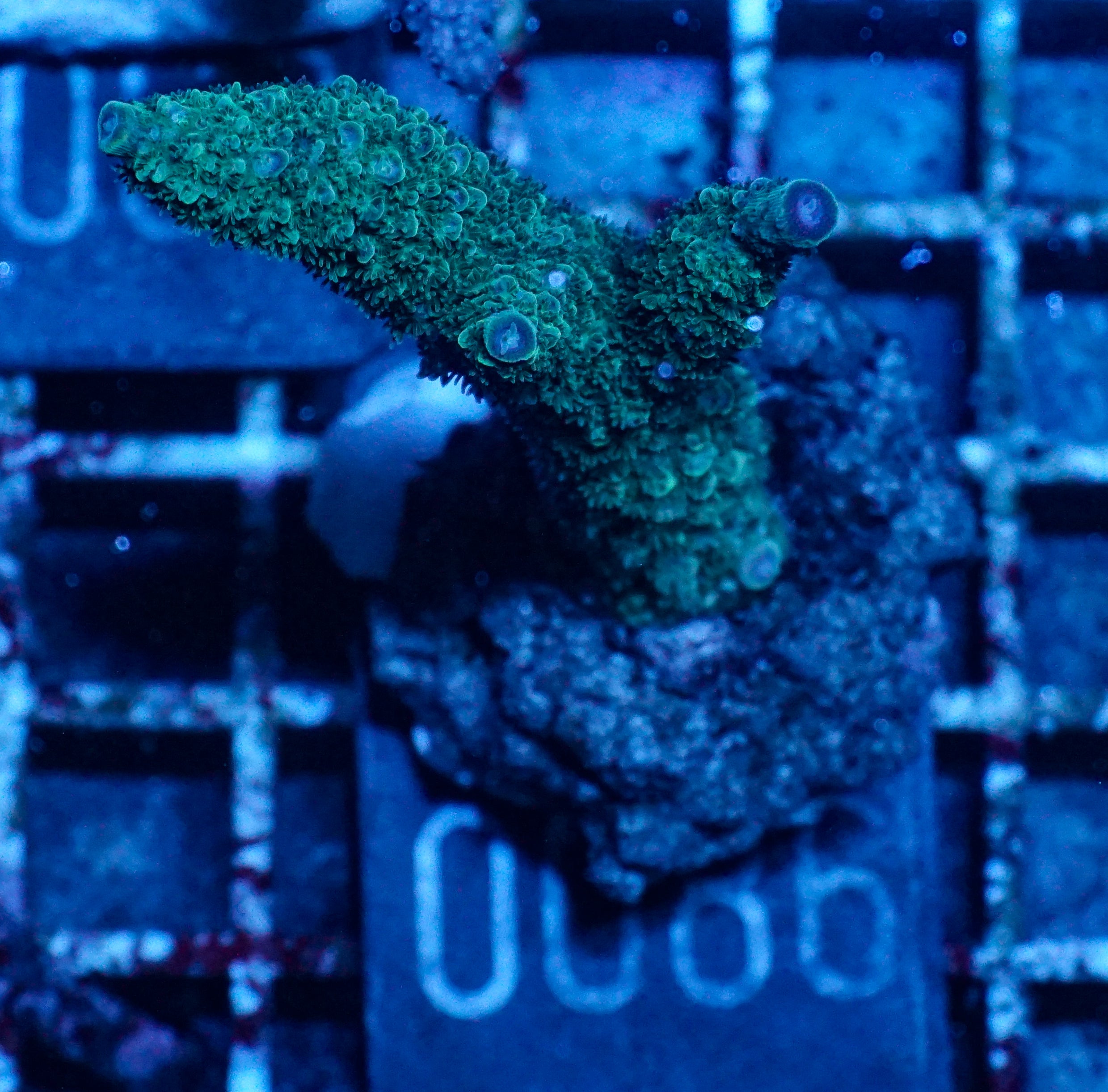 Acropora abrolhosenis „fluffy“