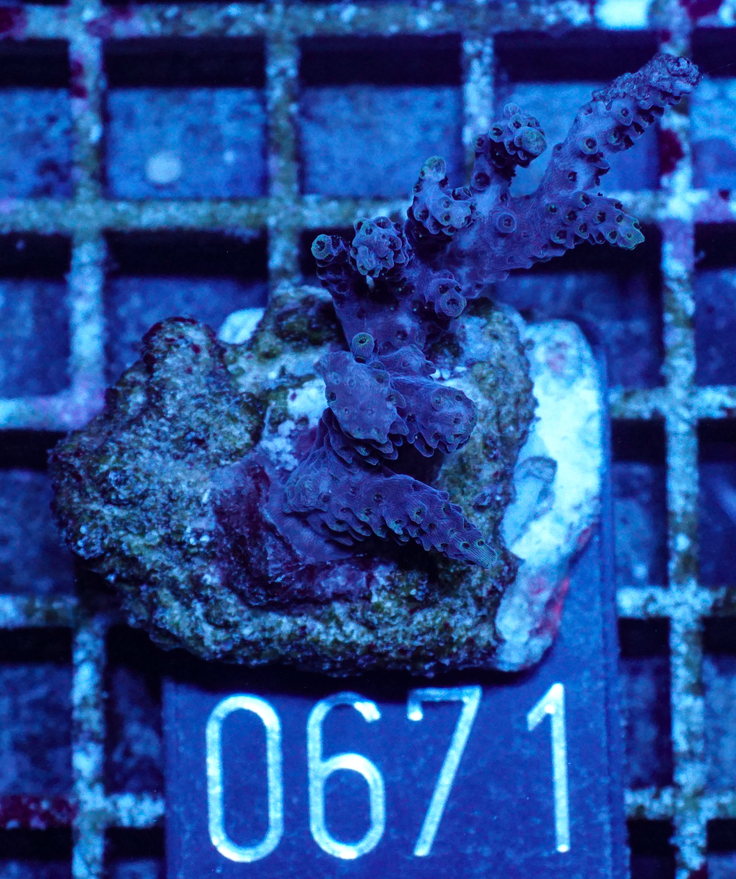 Acropora hyacinthus "pink lady"