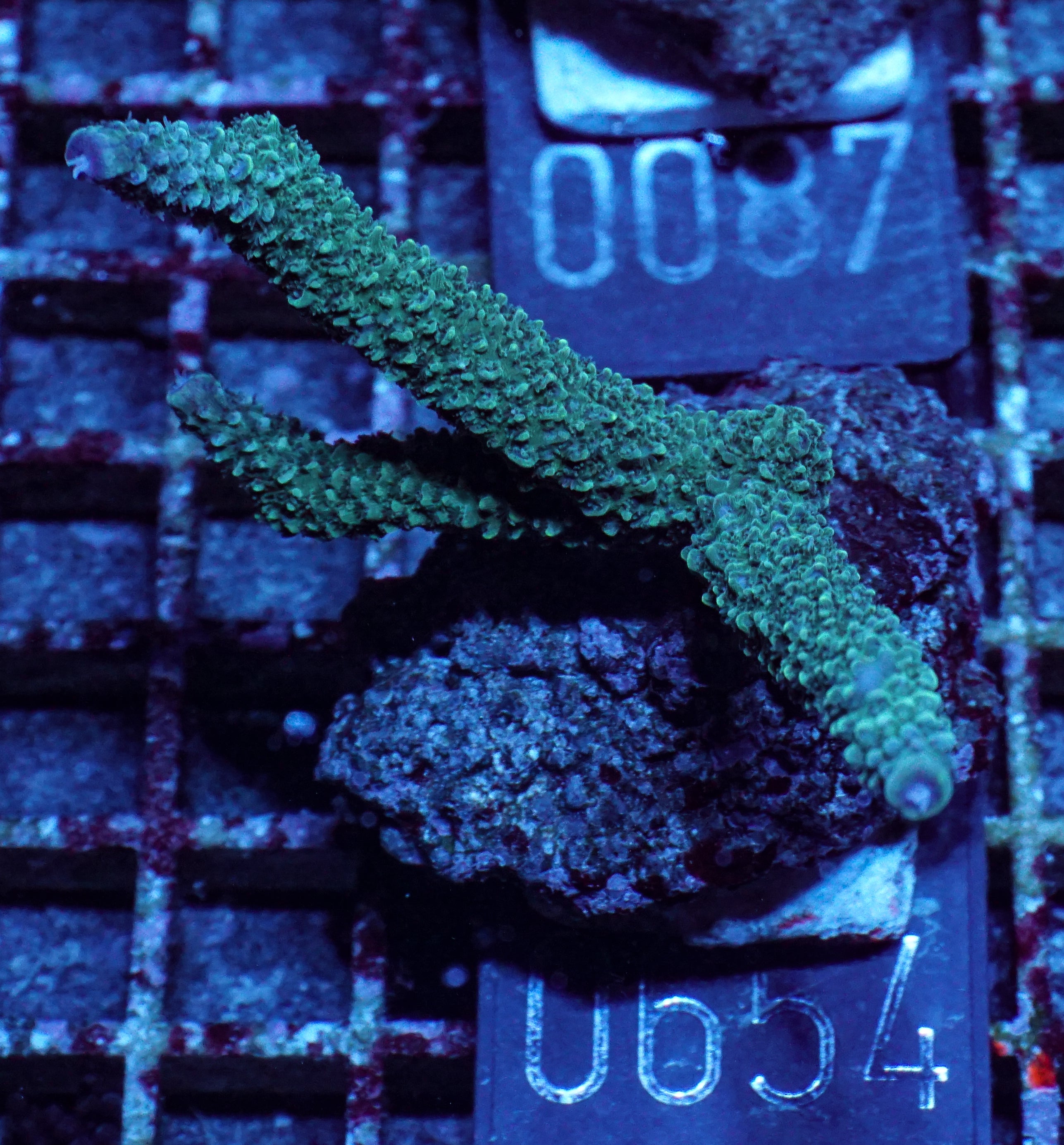 Acropora abrolhosenis „fluffy“