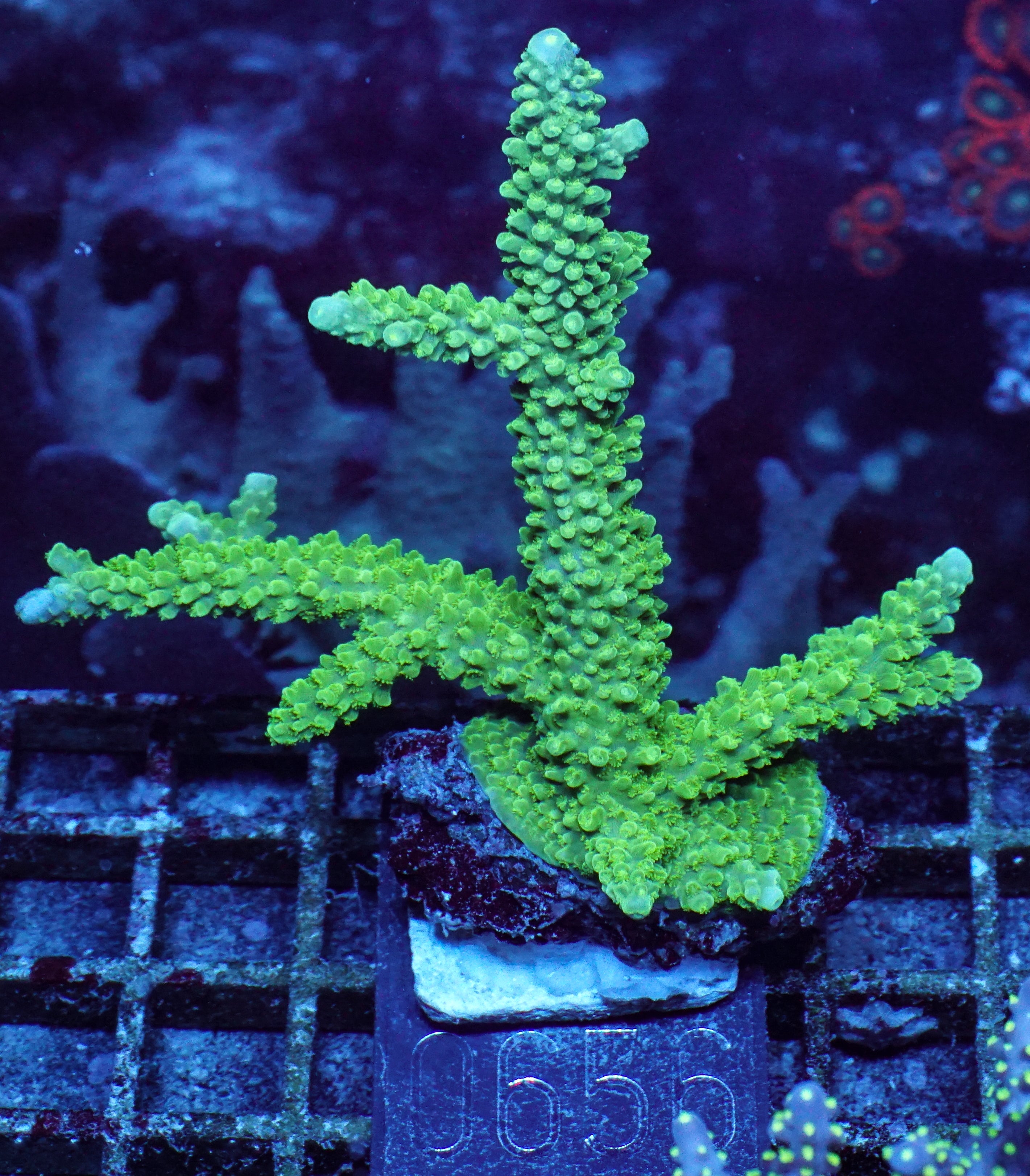 Acropora tumida "Enzmann"
