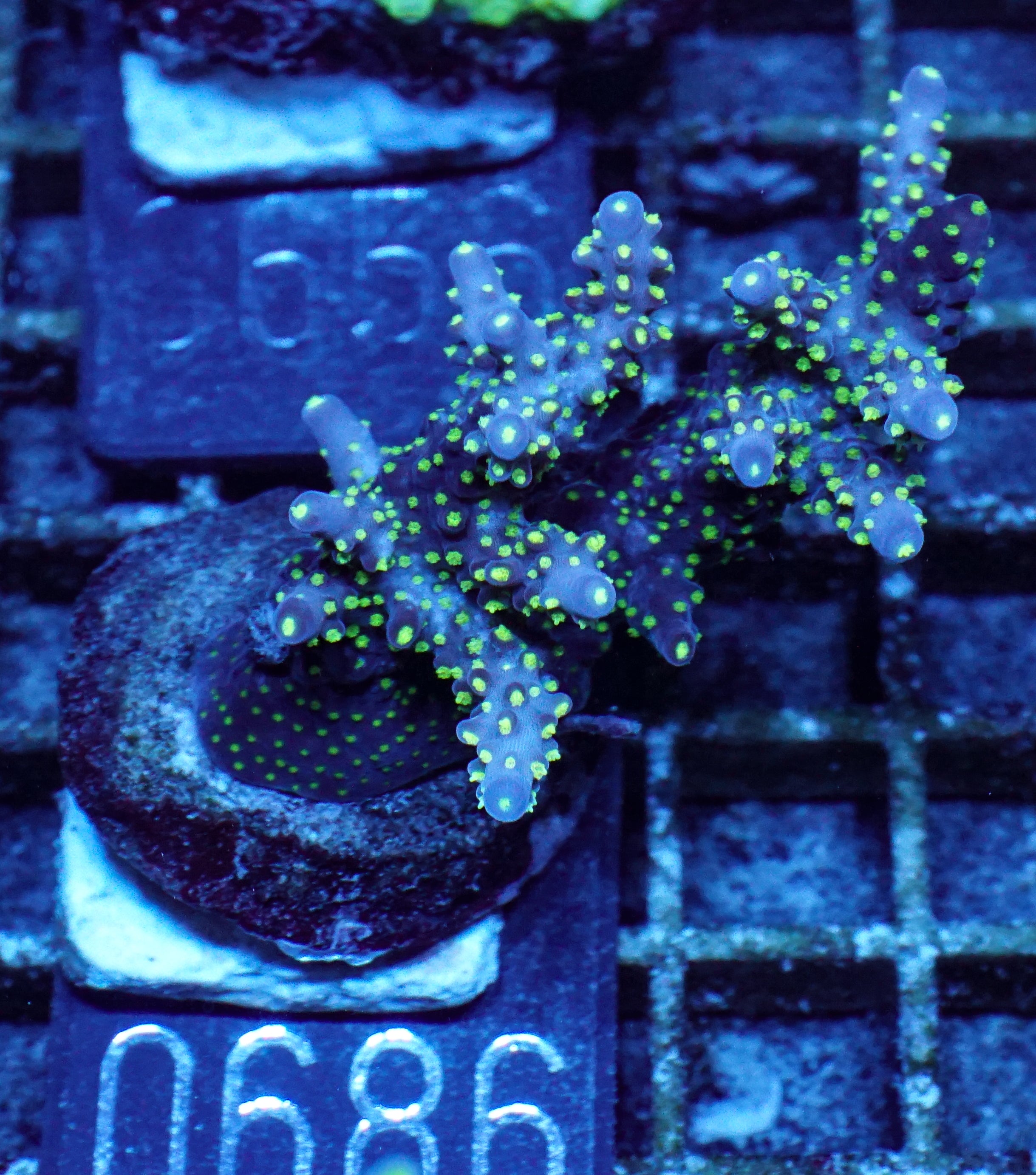 Acropora nana „tricolor“