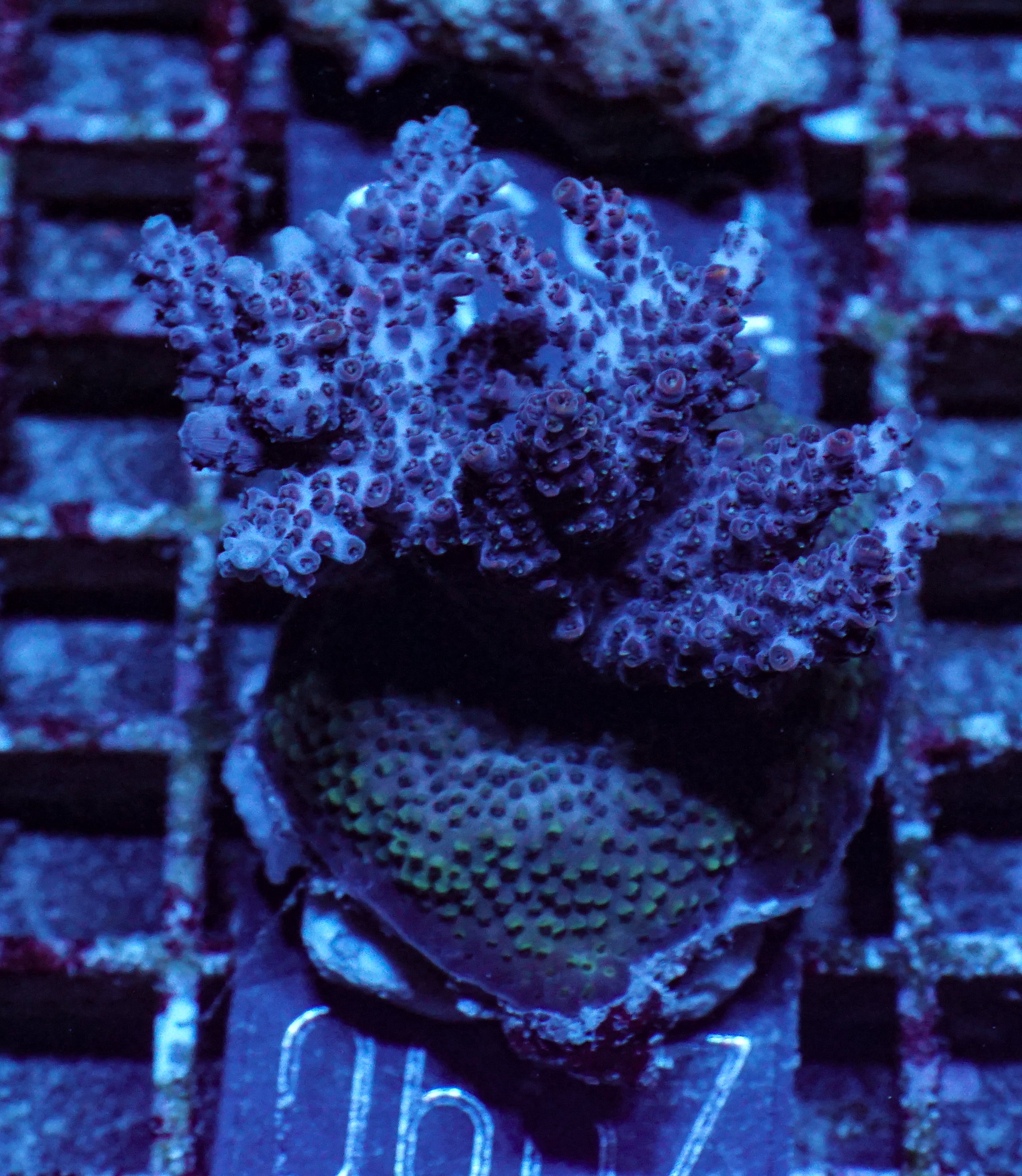 Acropora hyacinthus "pink lady"