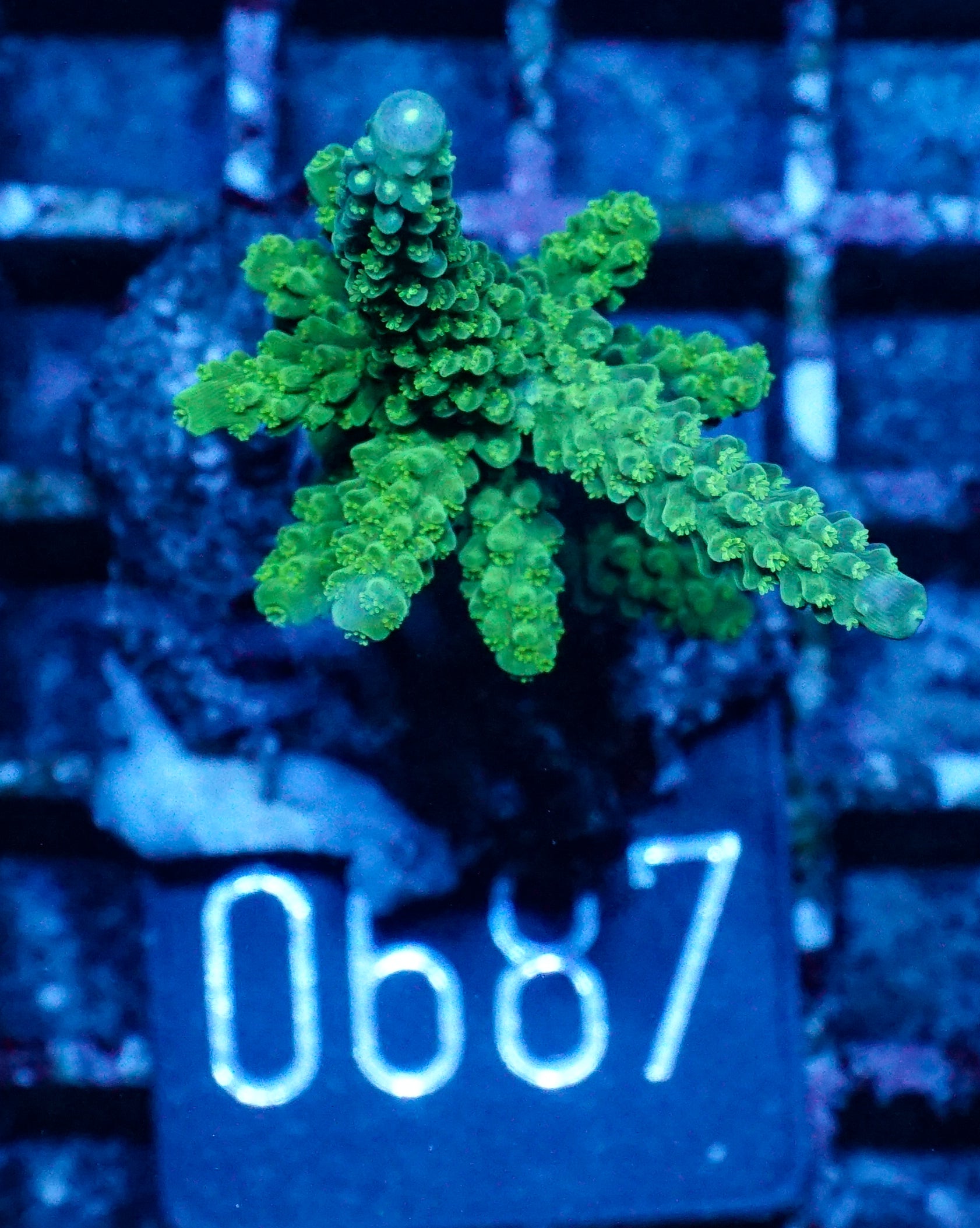 Acropora tumida "Enzmann"