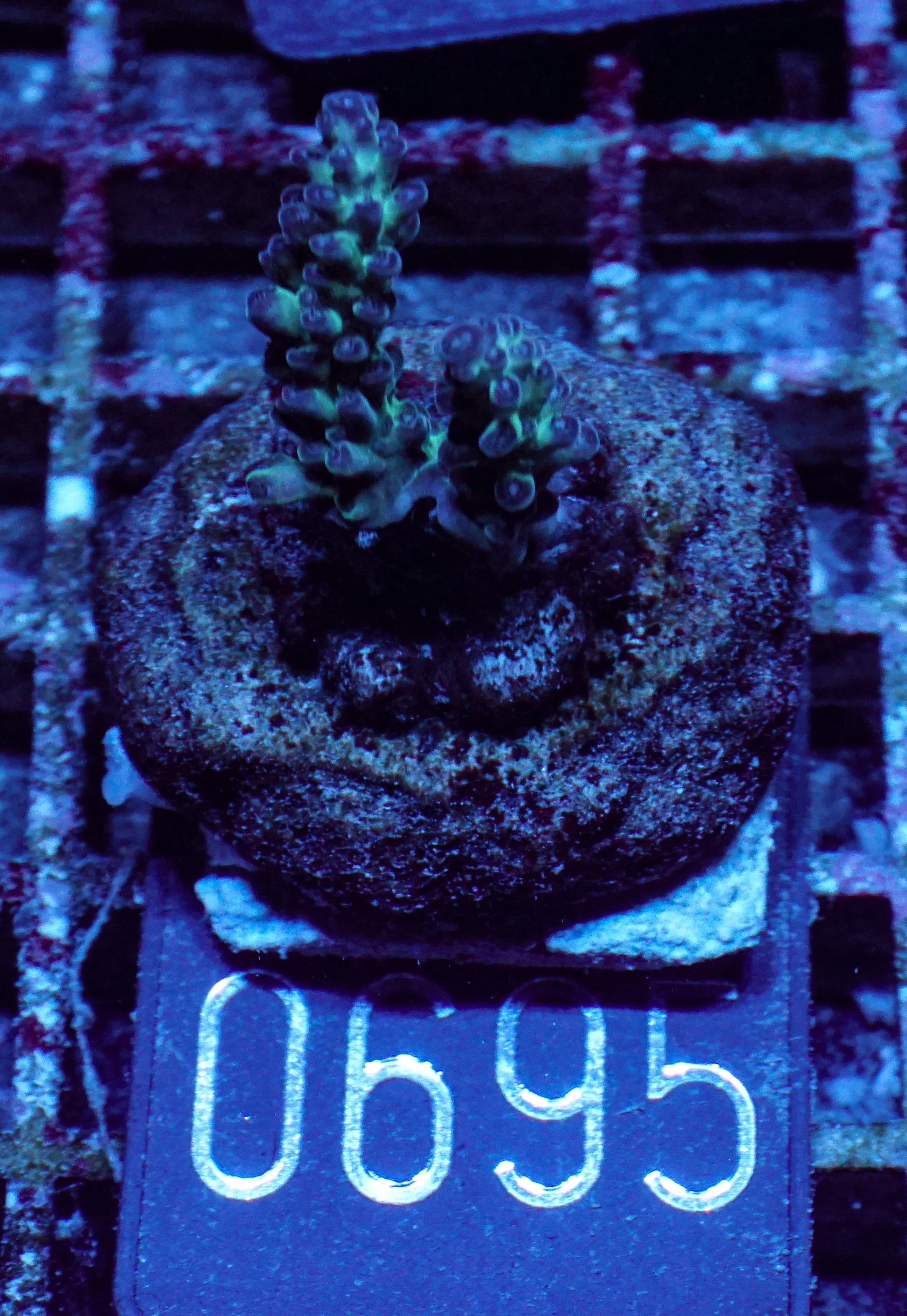 Acropora sp. "Ronnies dream" - rare
