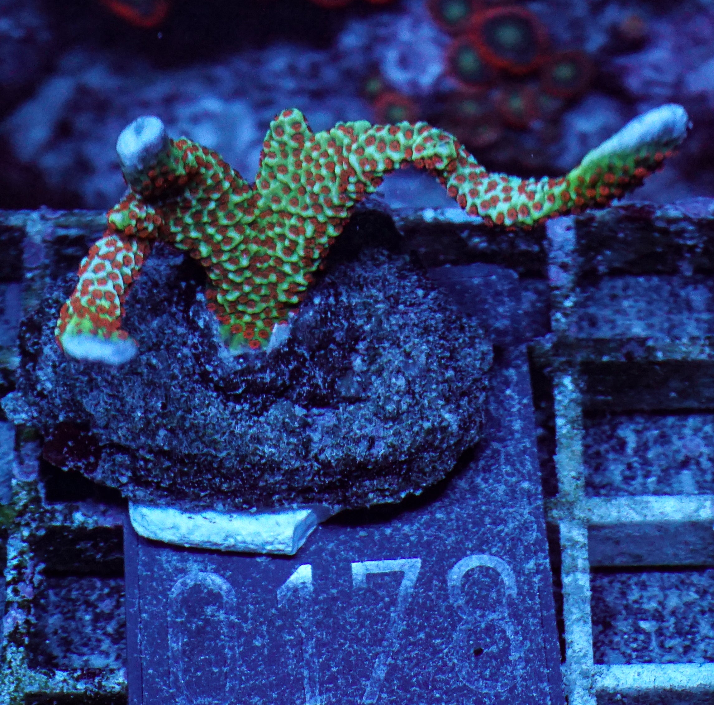 Montipora samarensis "forest fire"