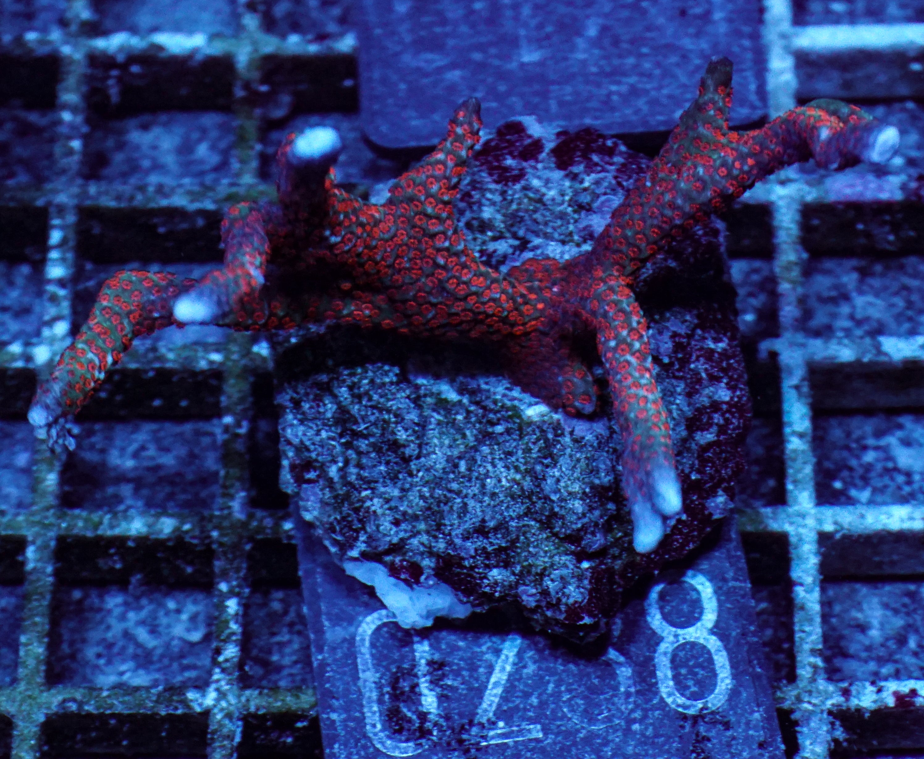Montipora samarensis