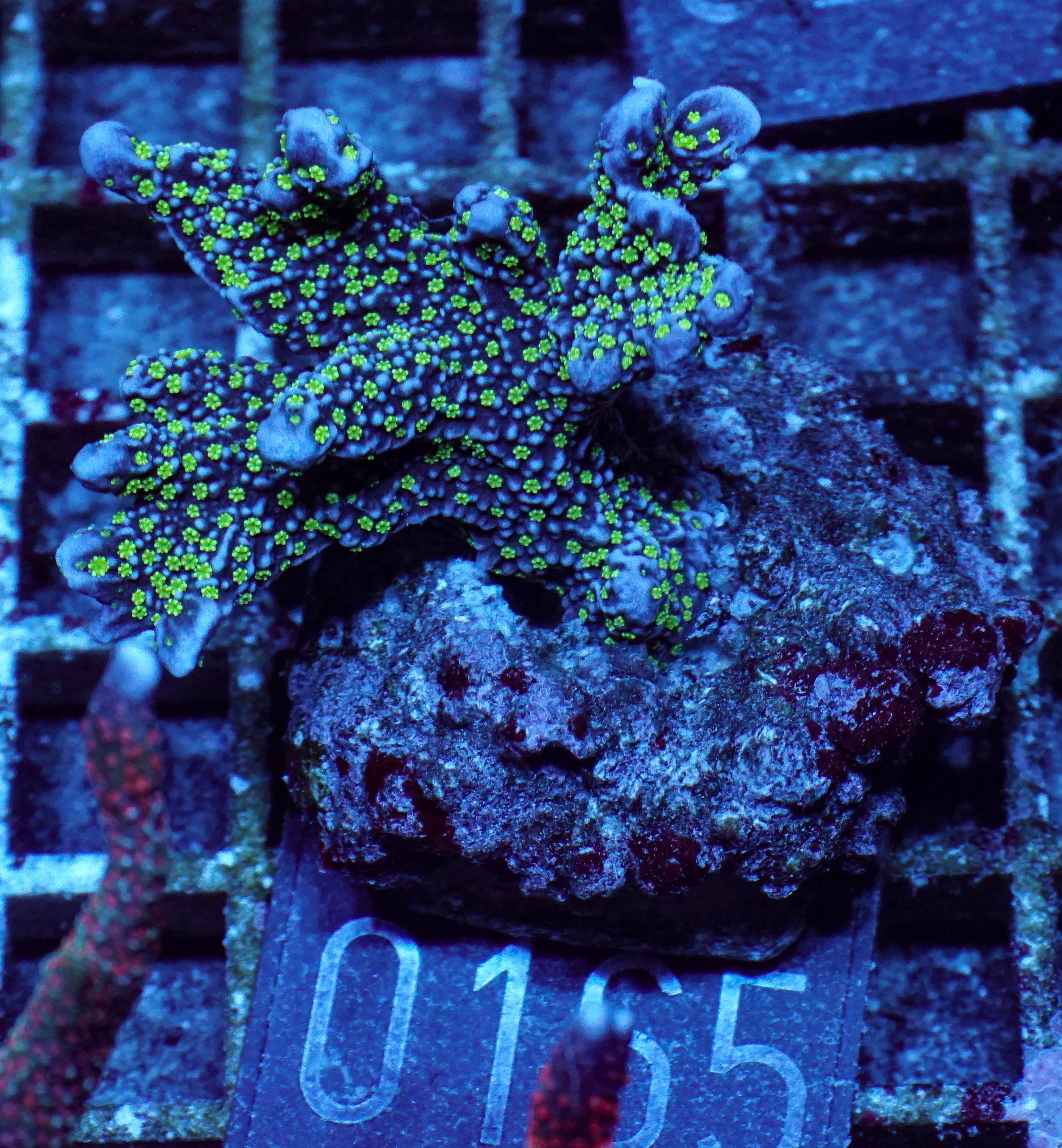 Montipora carinata “Star wars”