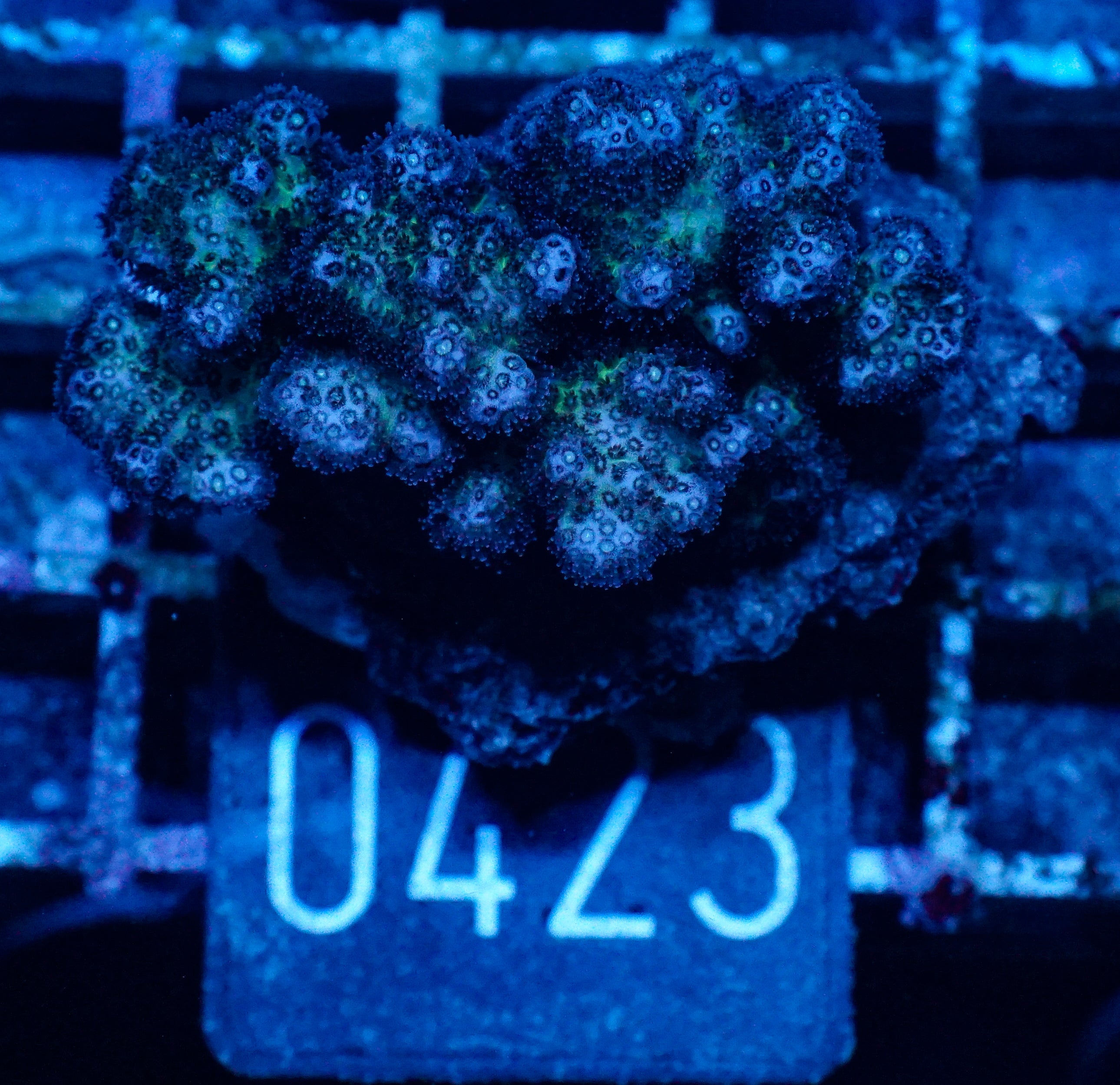 Pocillopora damicornis "pink"