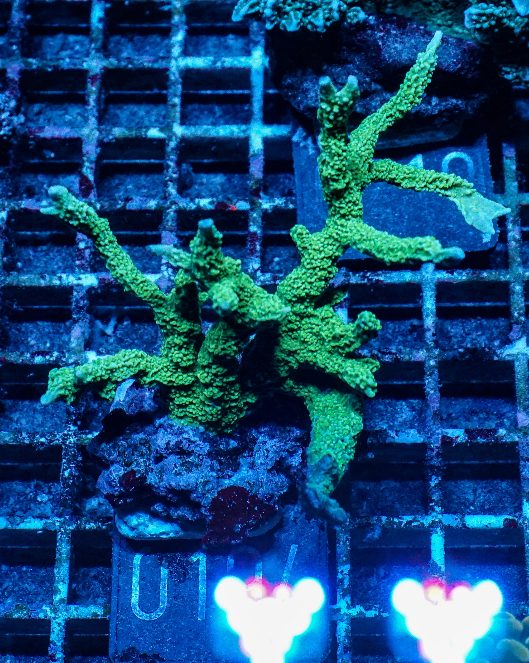 Montipora stellata "grün"