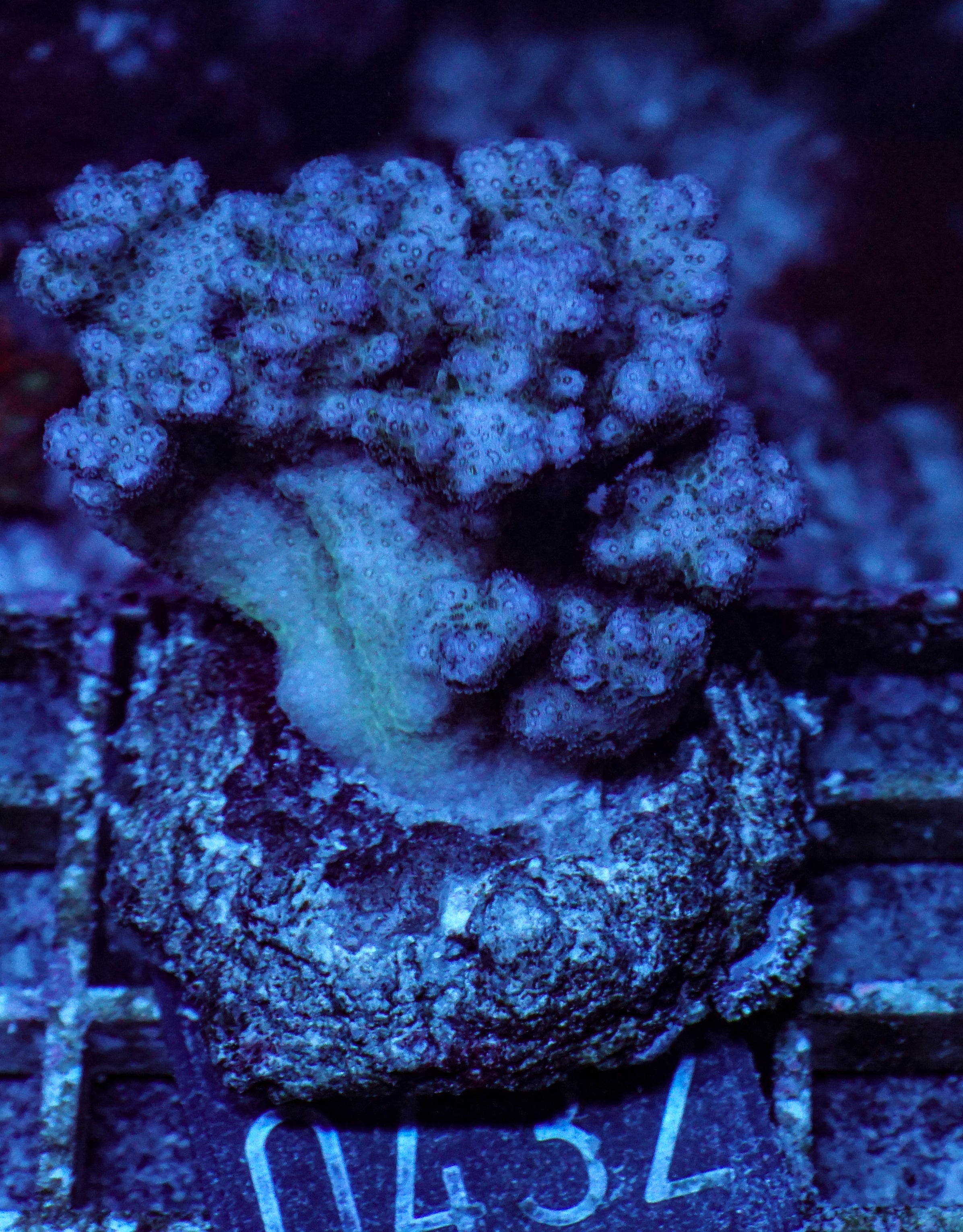 Pocillopora verrucosa "pink"