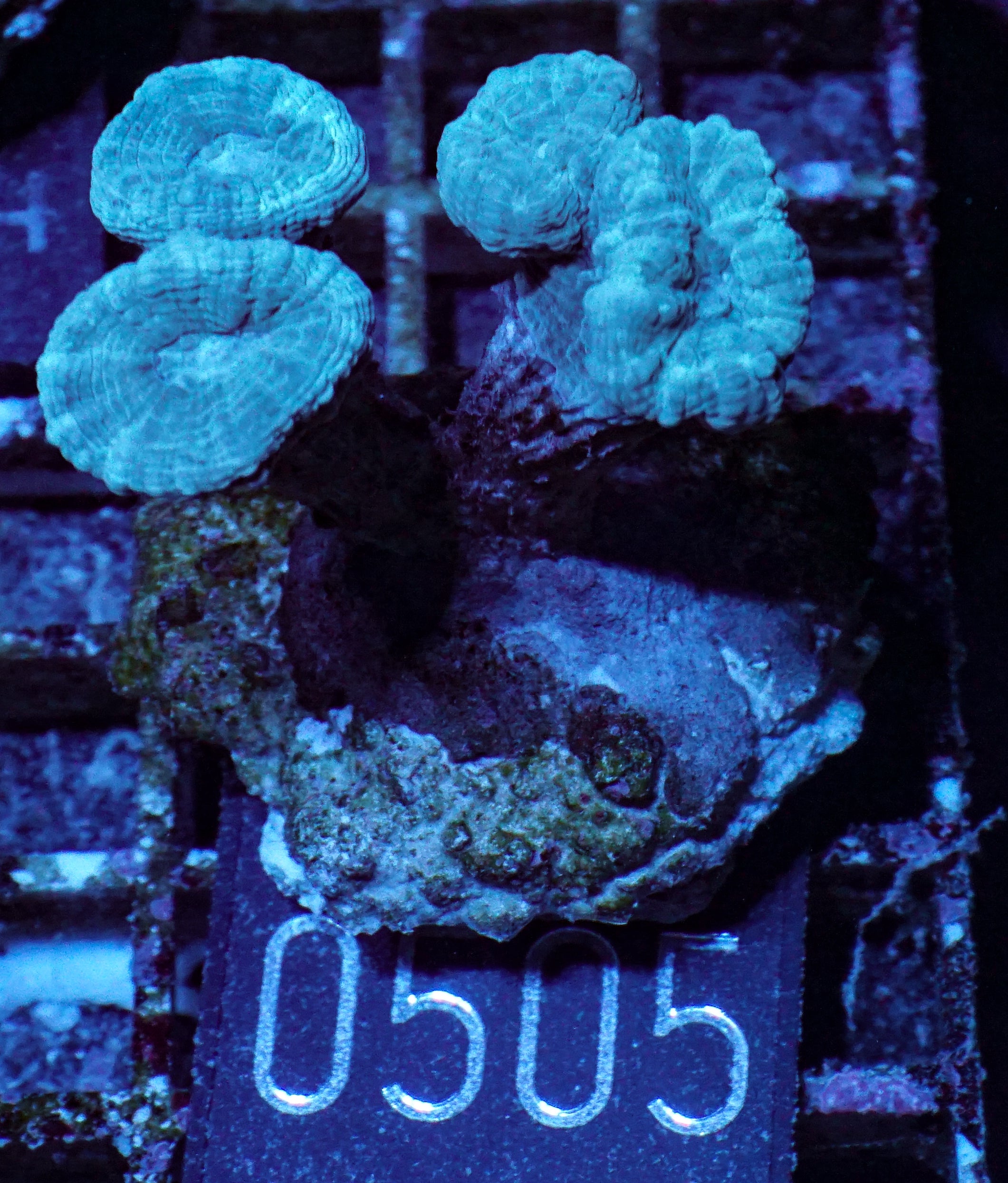 Caulastraea furcata "blau"