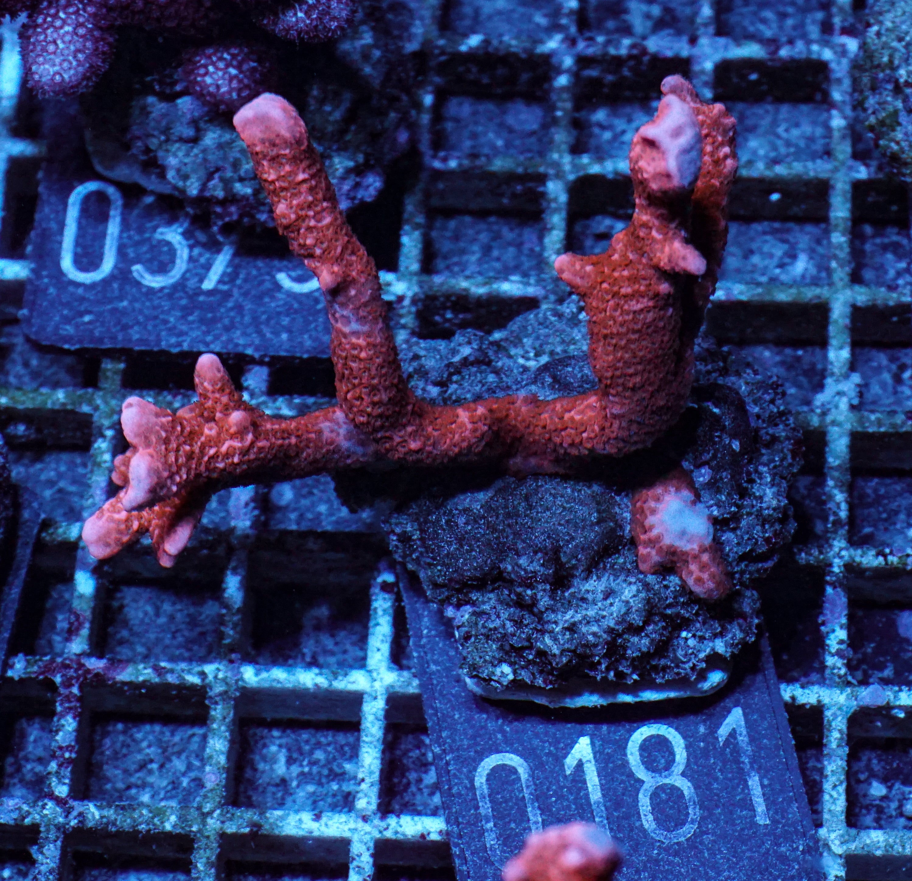 Montipora altasepta "digitata" rot