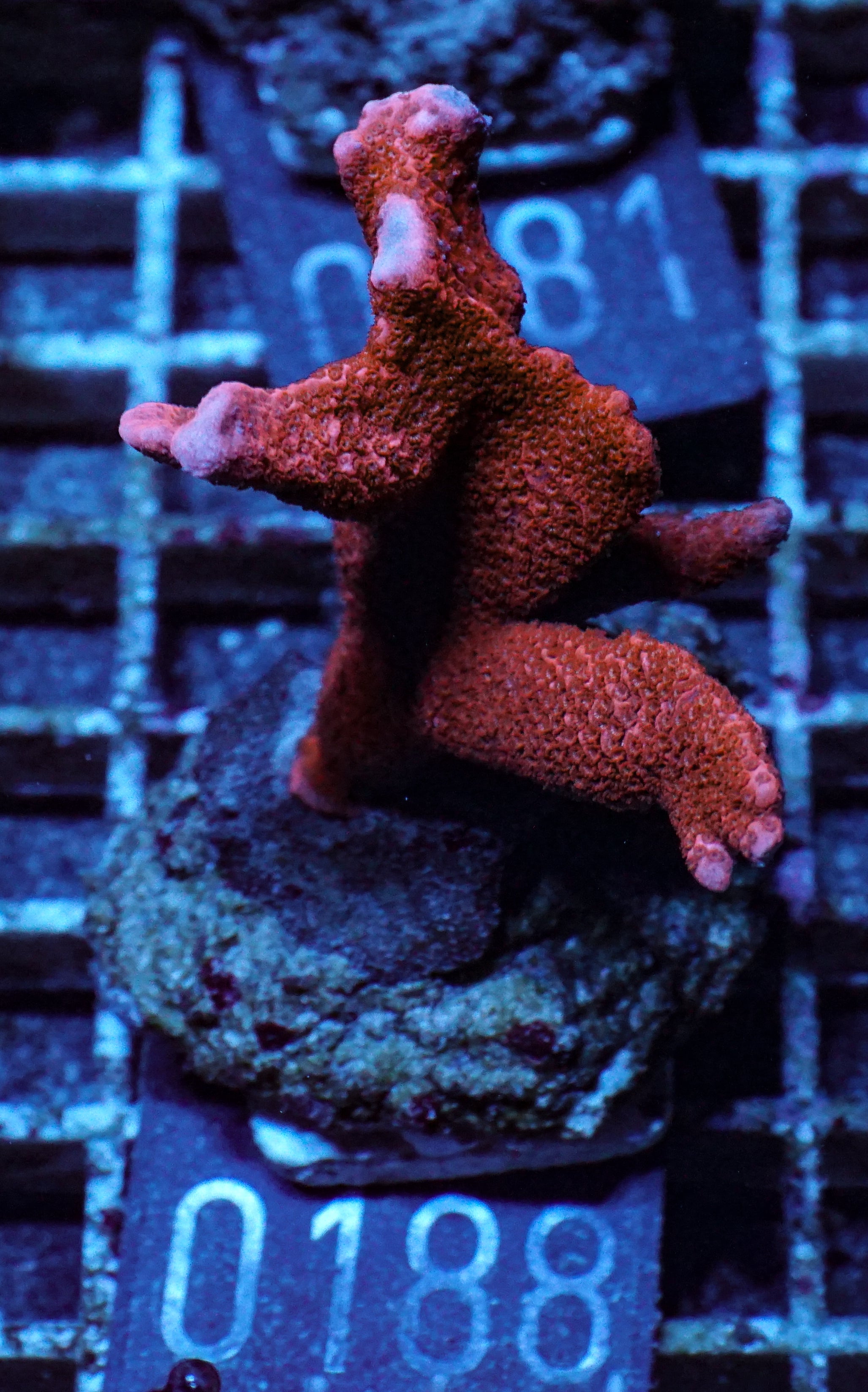 Montipora altasepta "digitata" rot
