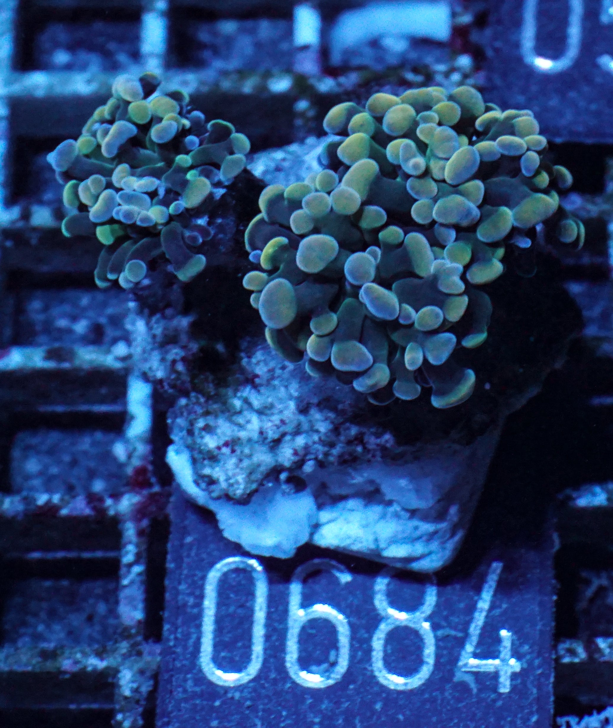 Euphyllia/Fimbriaphyllia paraancora "golden nugget"