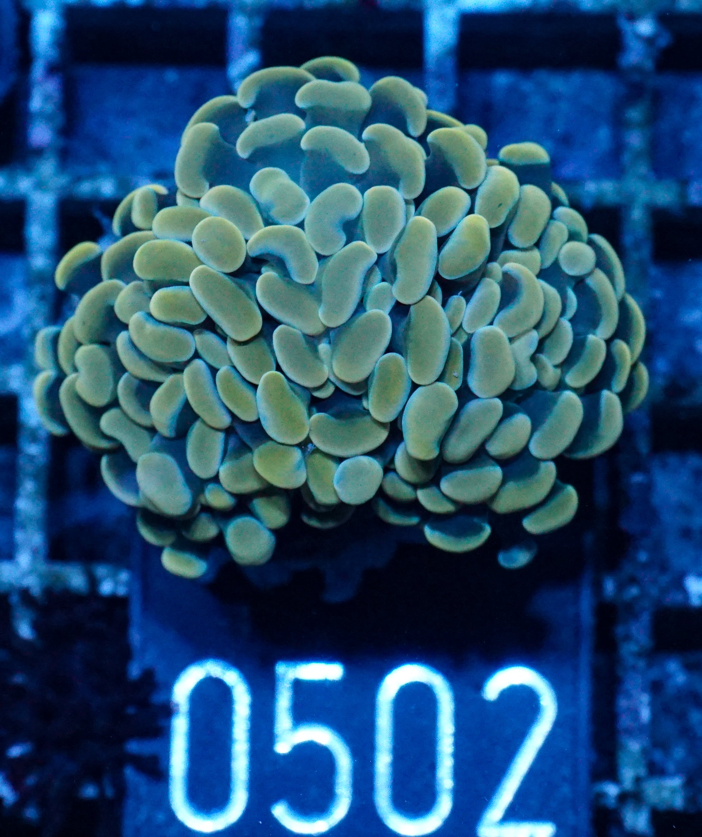 Euphyllia/Fimbriaphyllia paraancora "golden nugget" ultra