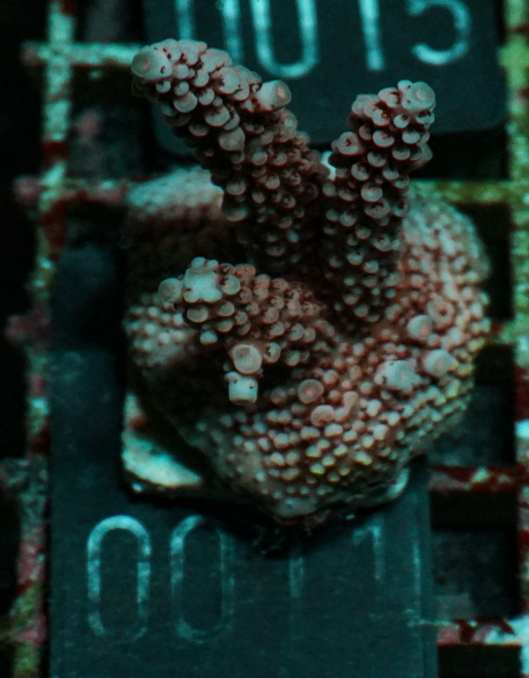 Acropora vermiculata „red jacket“