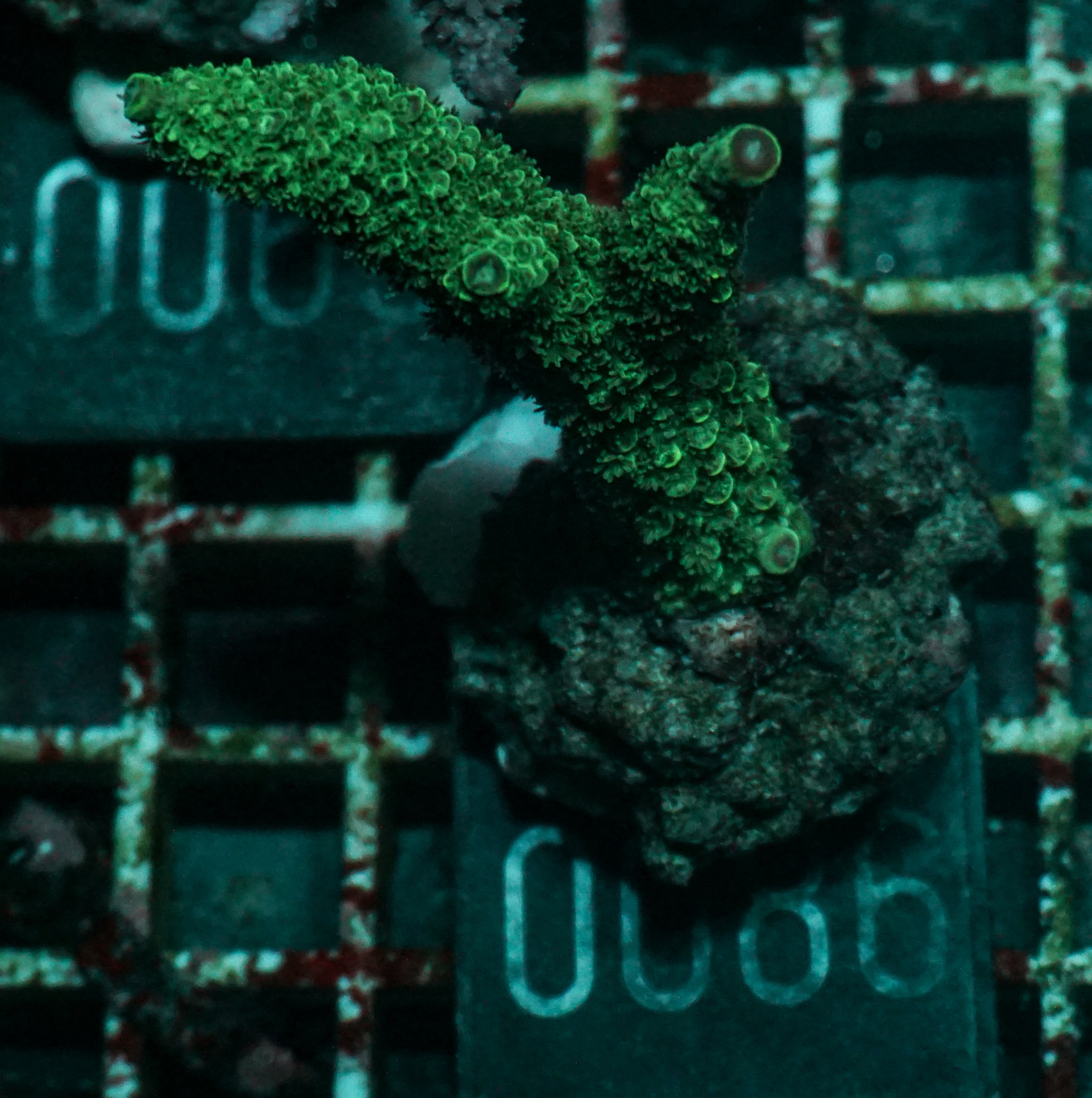 Acropora abrolhosenis „fluffy“