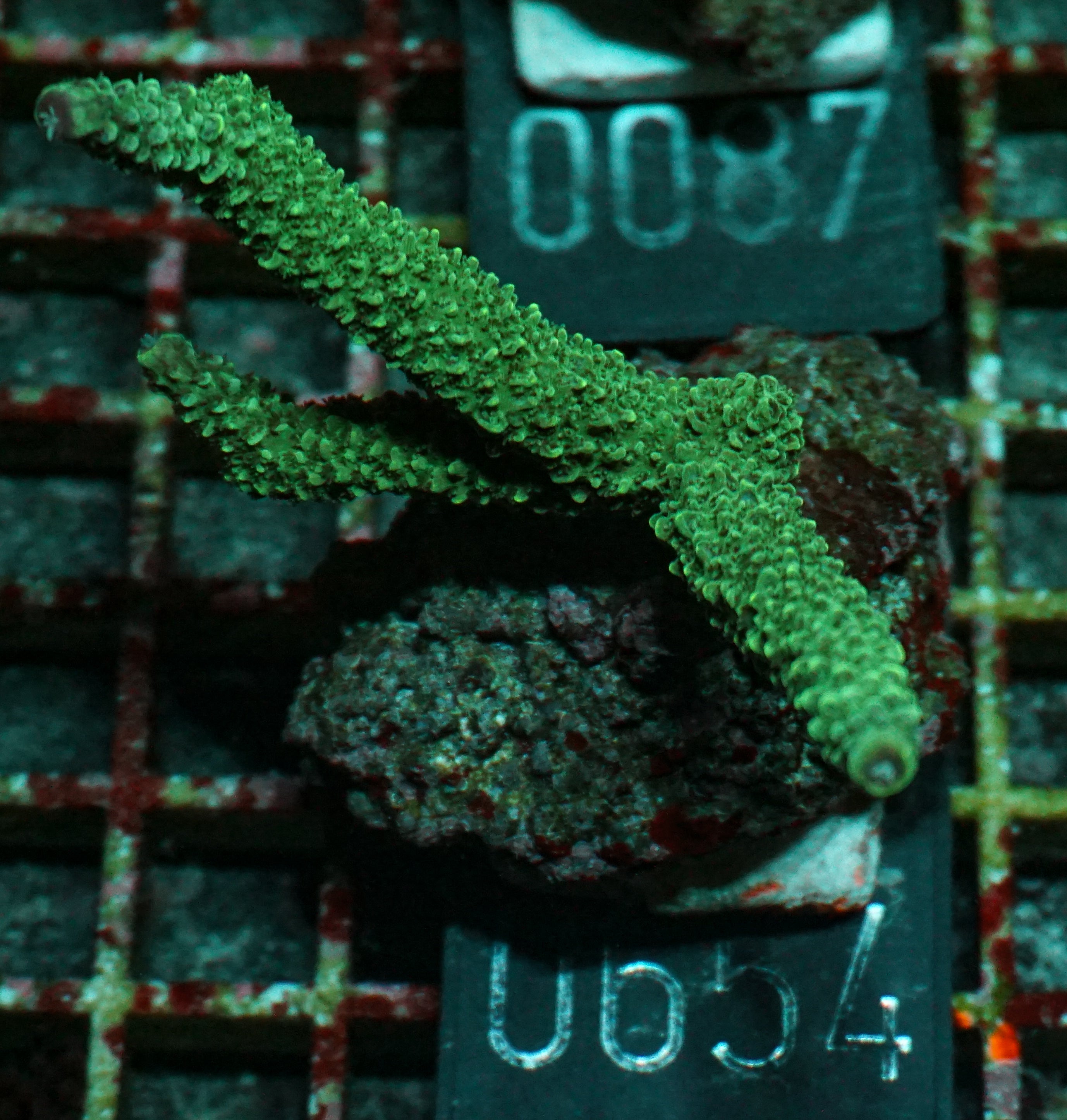 Acropora abrolhosenis „fluffy“