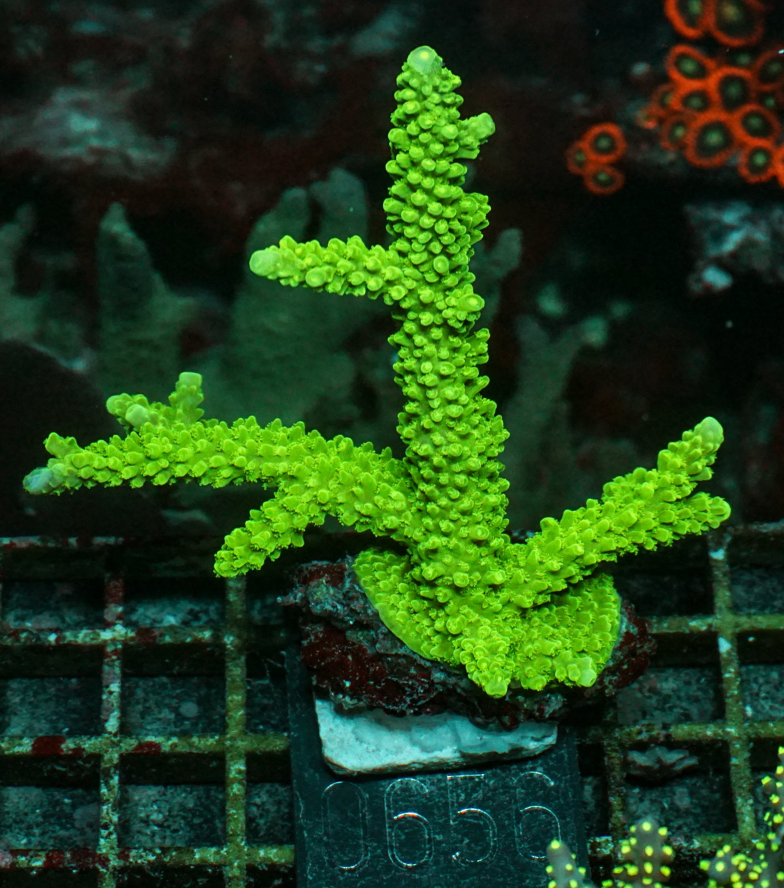 Acropora tumida "Enzmann"