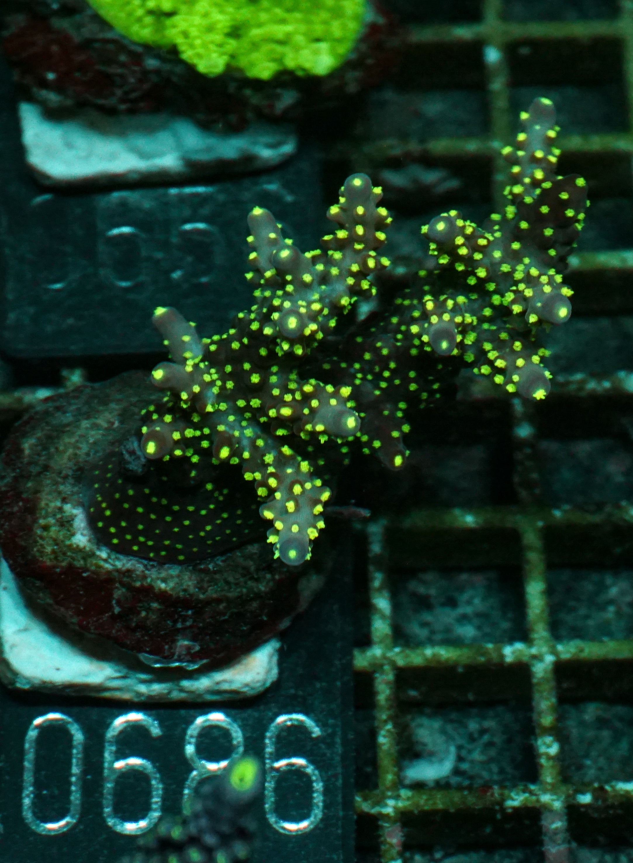 Acropora nana „tricolor“