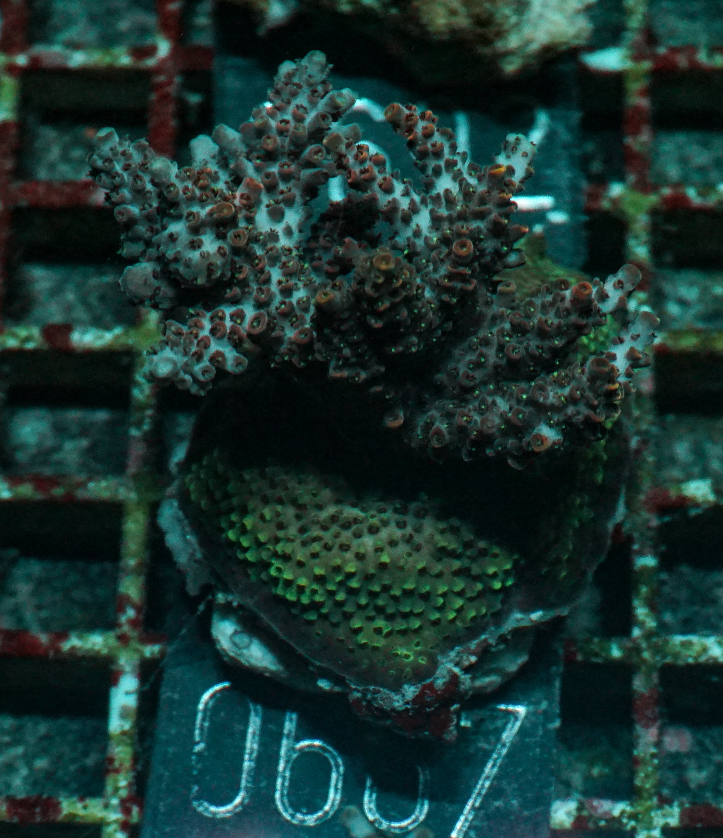 Acropora hyacinthus "pink lady"