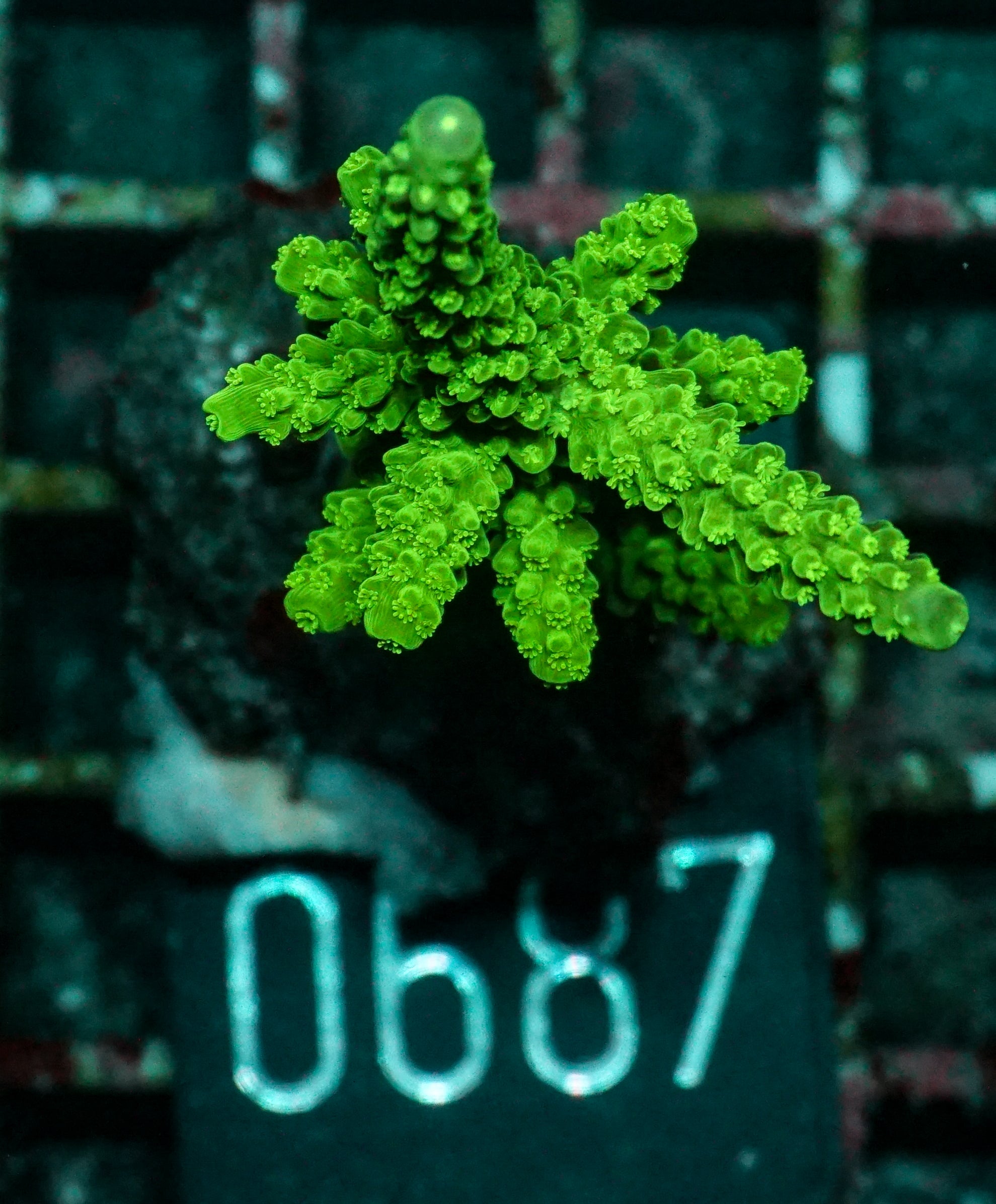 Acropora tumida "Enzmann"