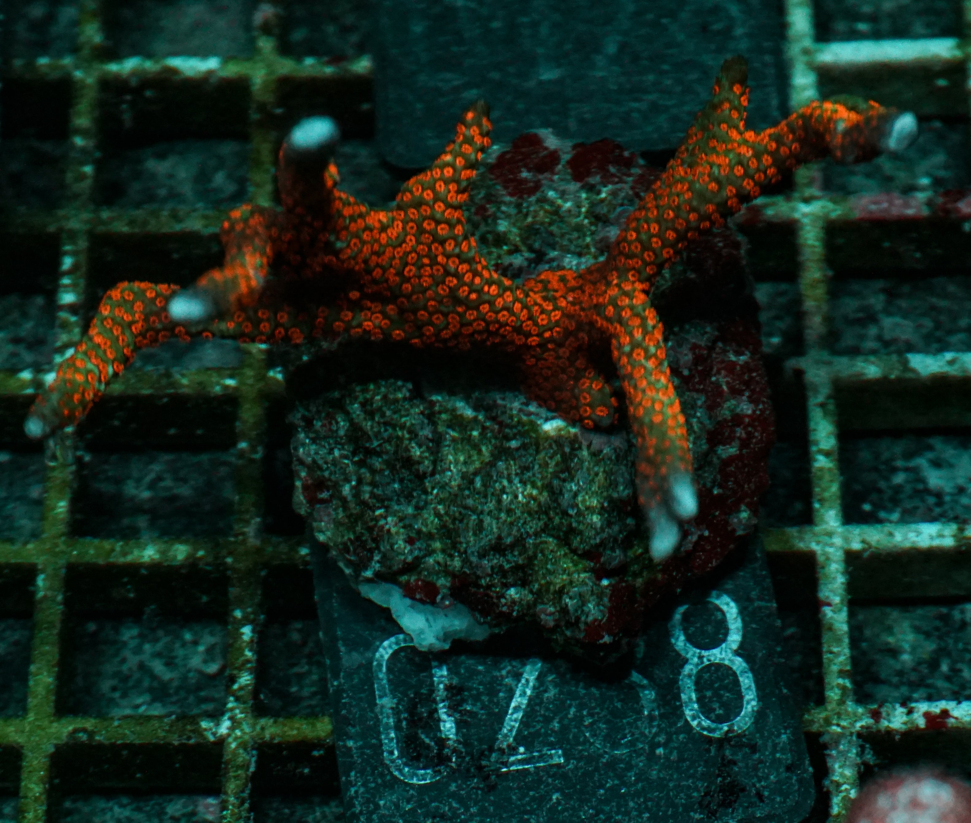 Montipora samarensis