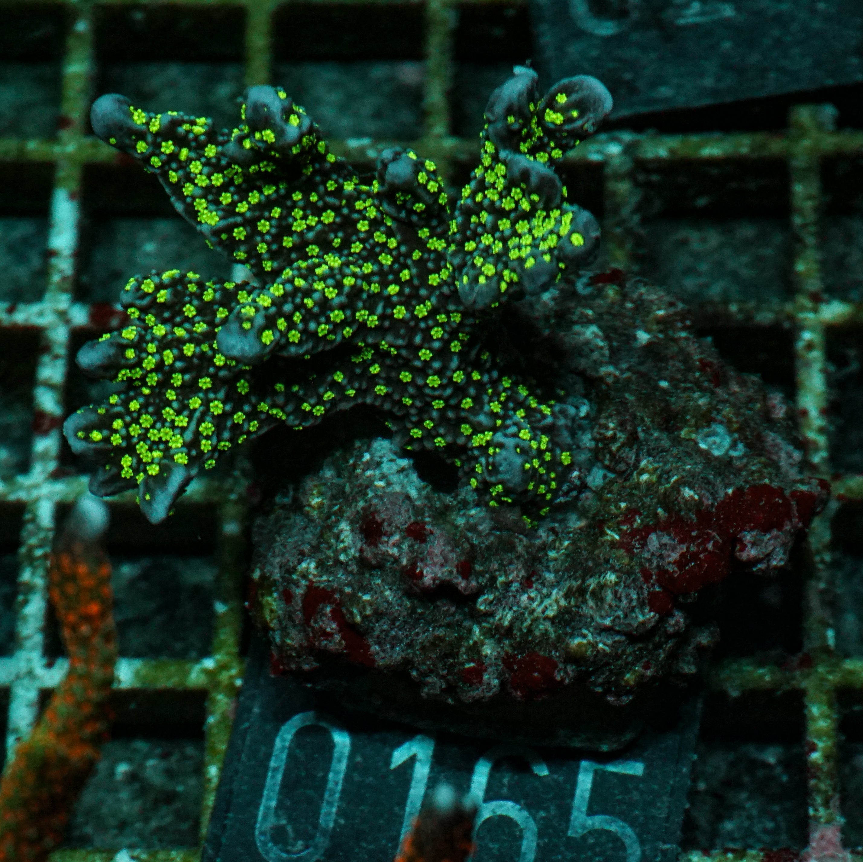 Montipora carinata “Star Wars”