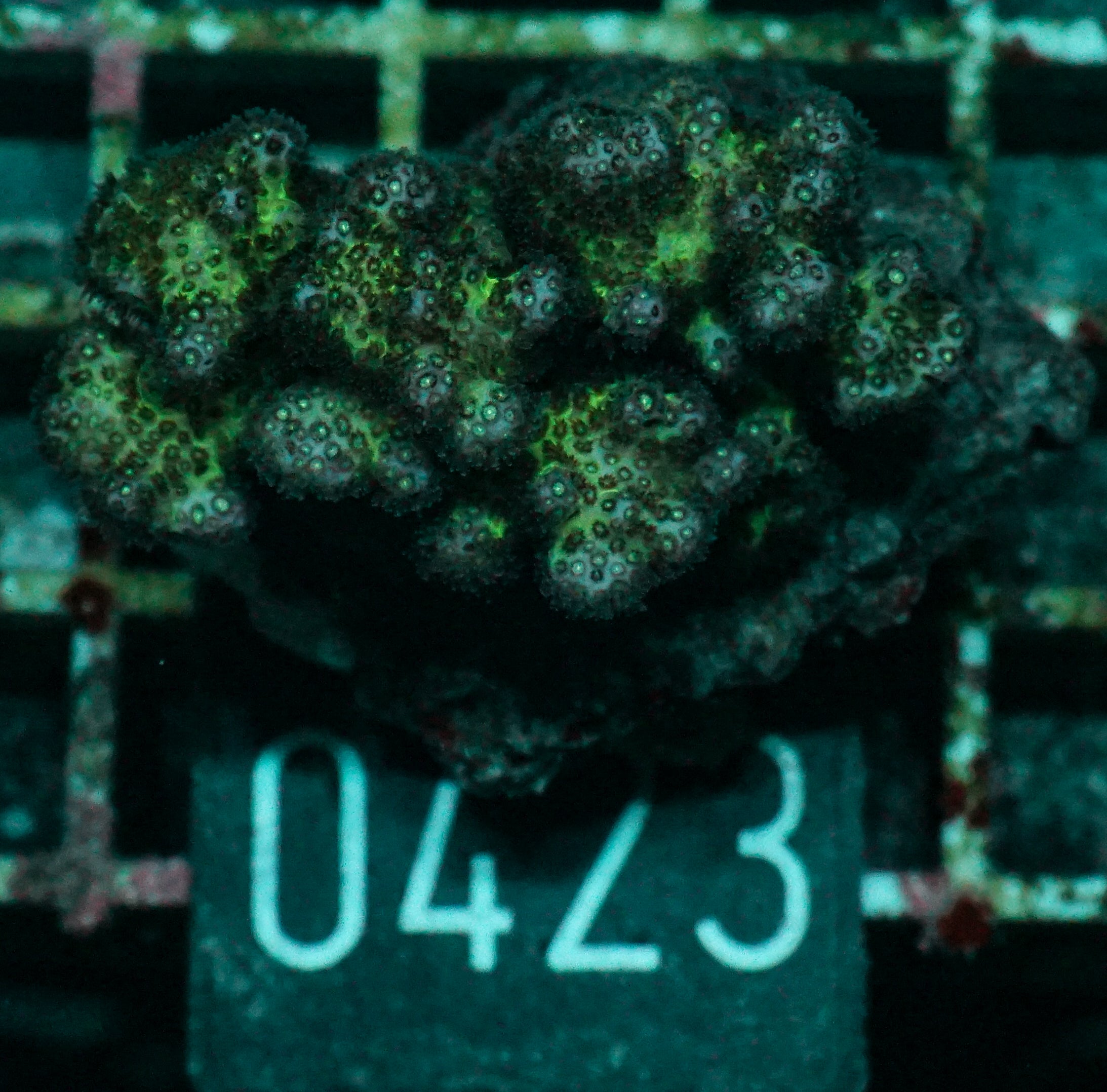 Pocillopora damicornis "pink"