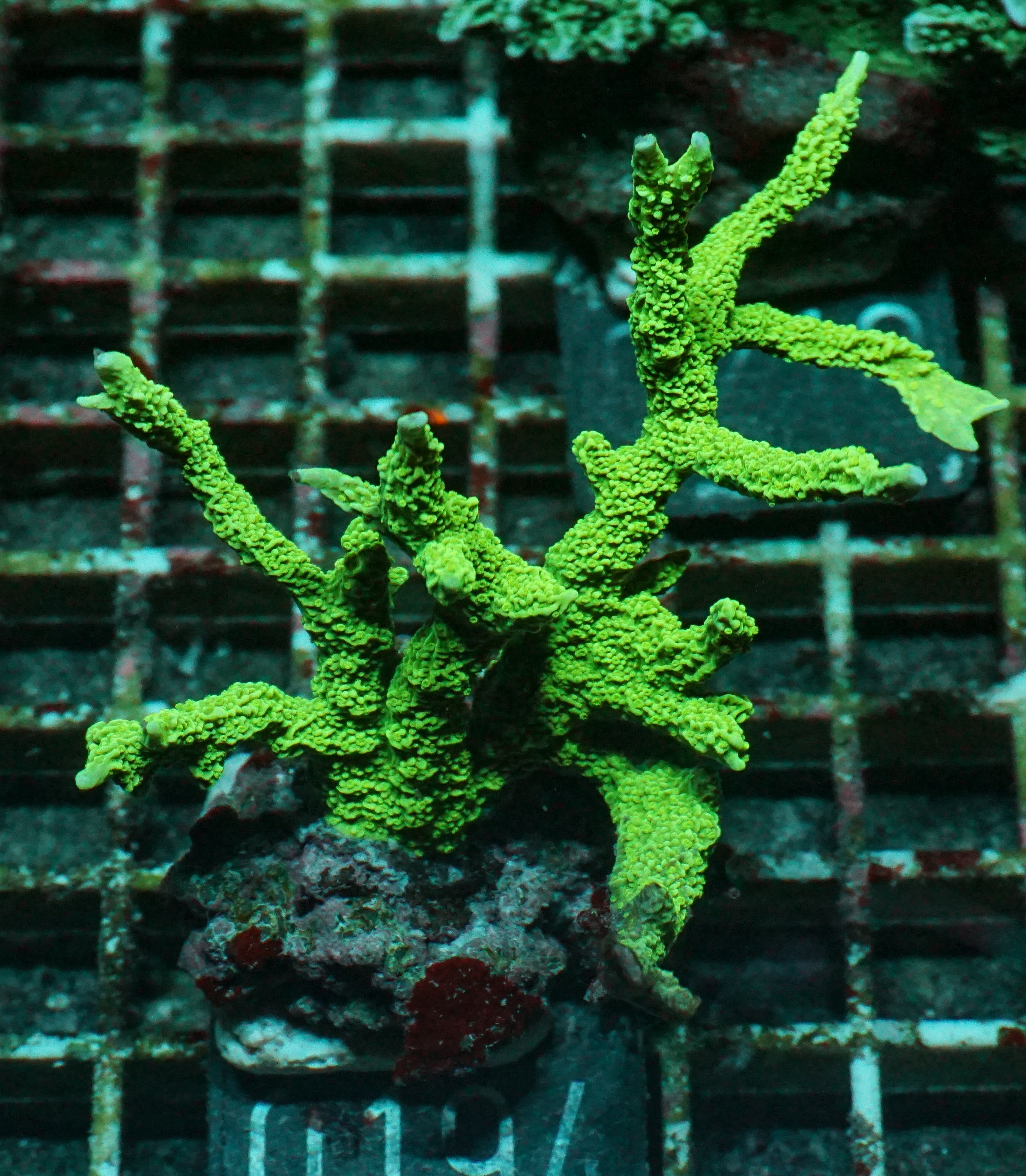 Montipora stellata "blue"