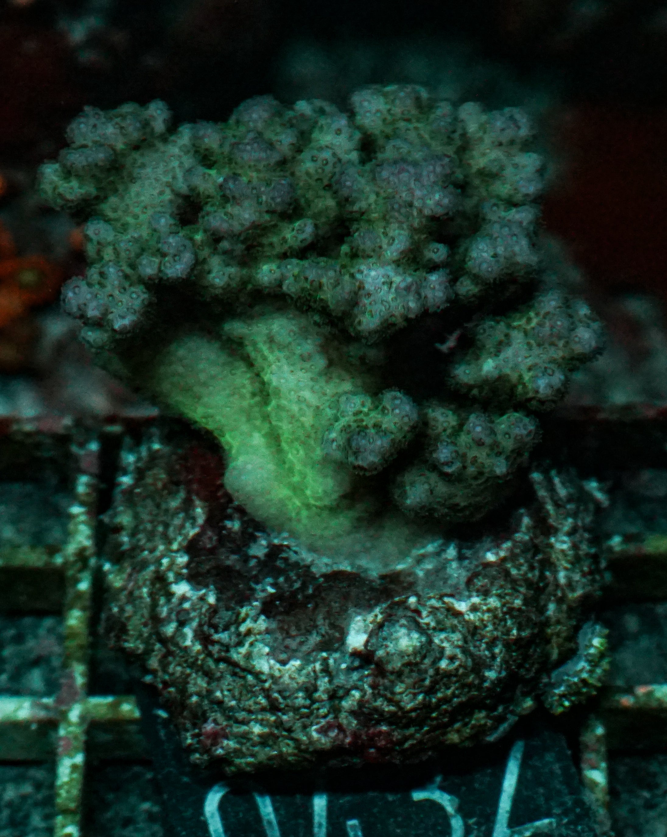 Pocillopora verrucosa "pink"