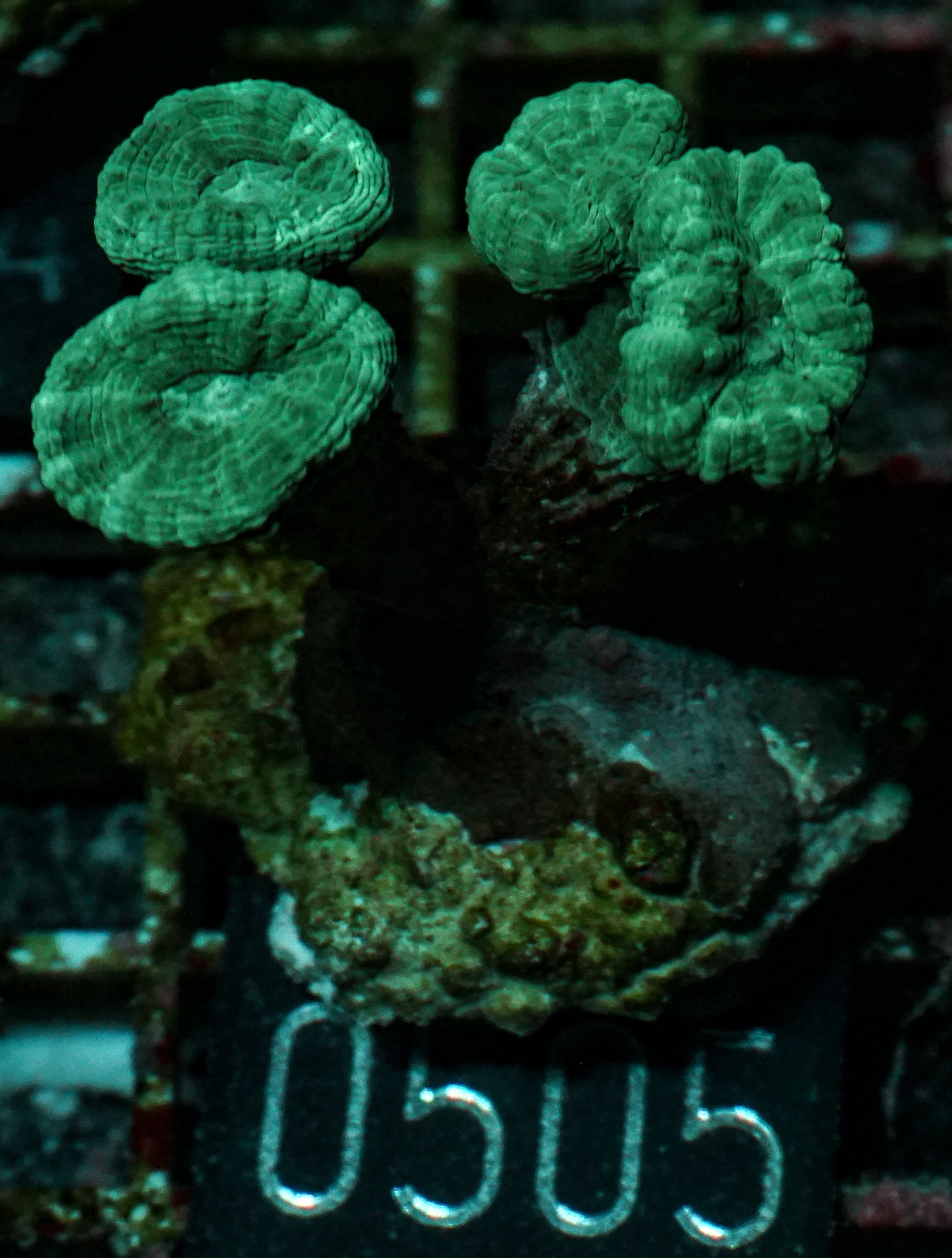 Caulastraea furcata "blau"
