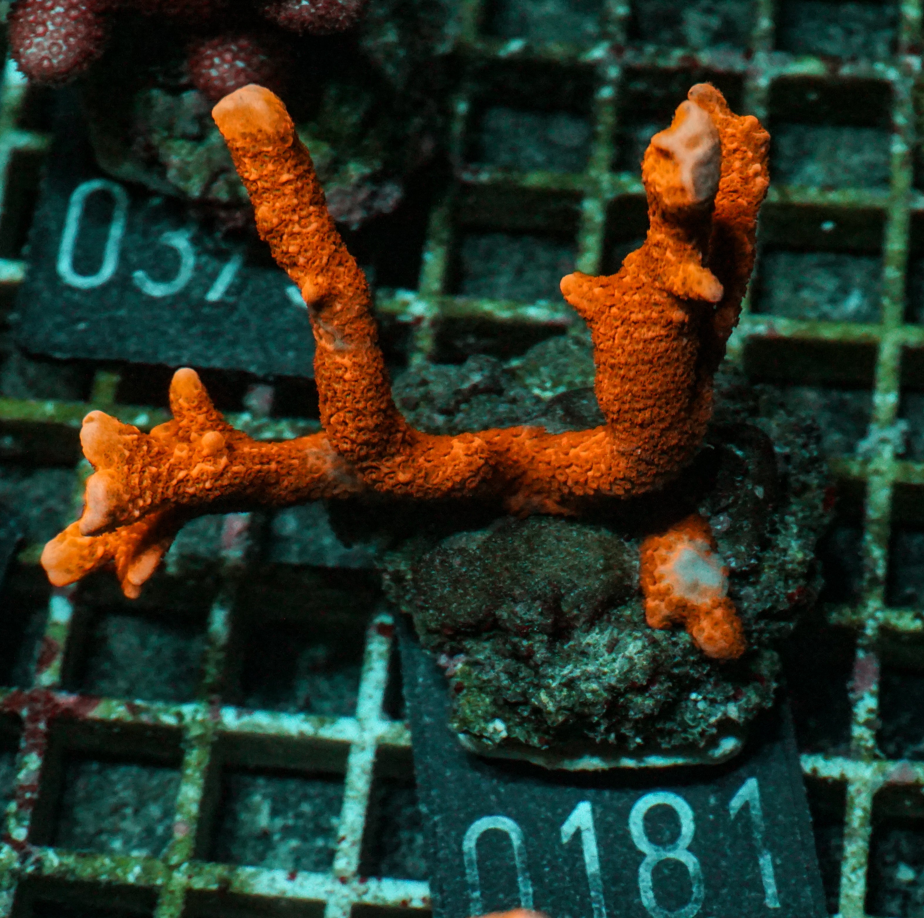 Montipora altasepta "digitata" red