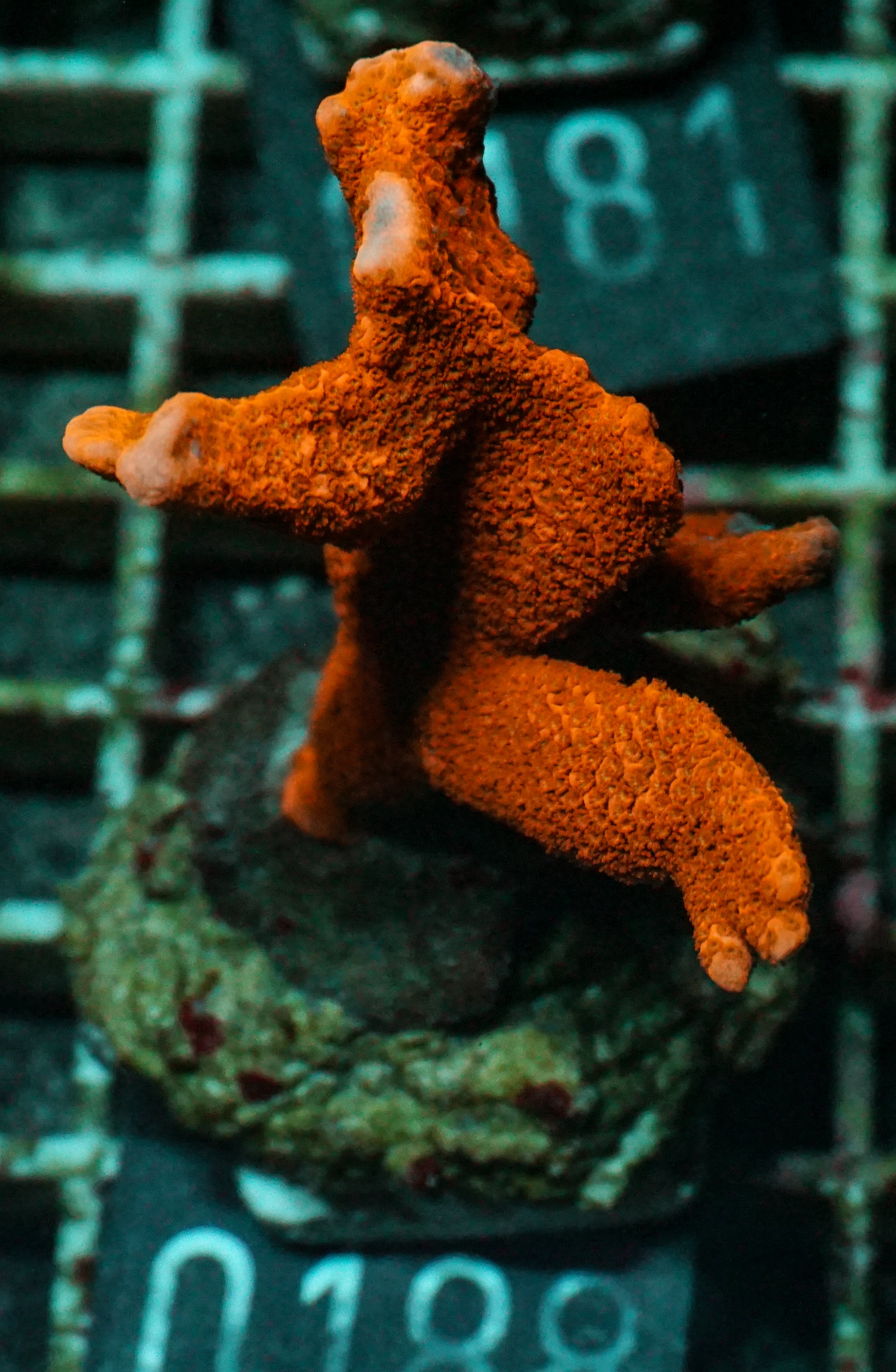Montipora altasepta "digitata" red