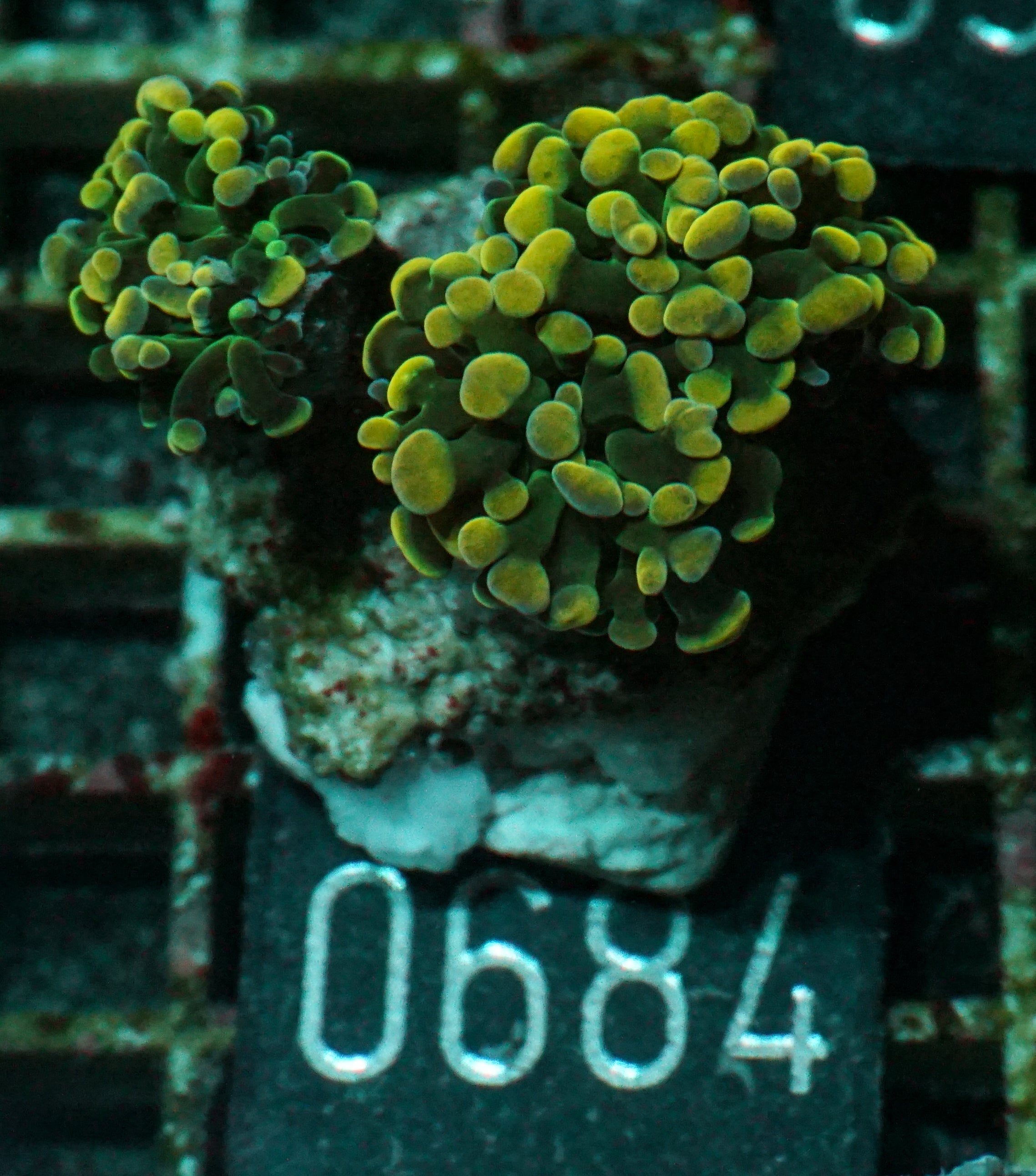 Euphyllia/Fimbriaphyllia paraancora "golden nugget"