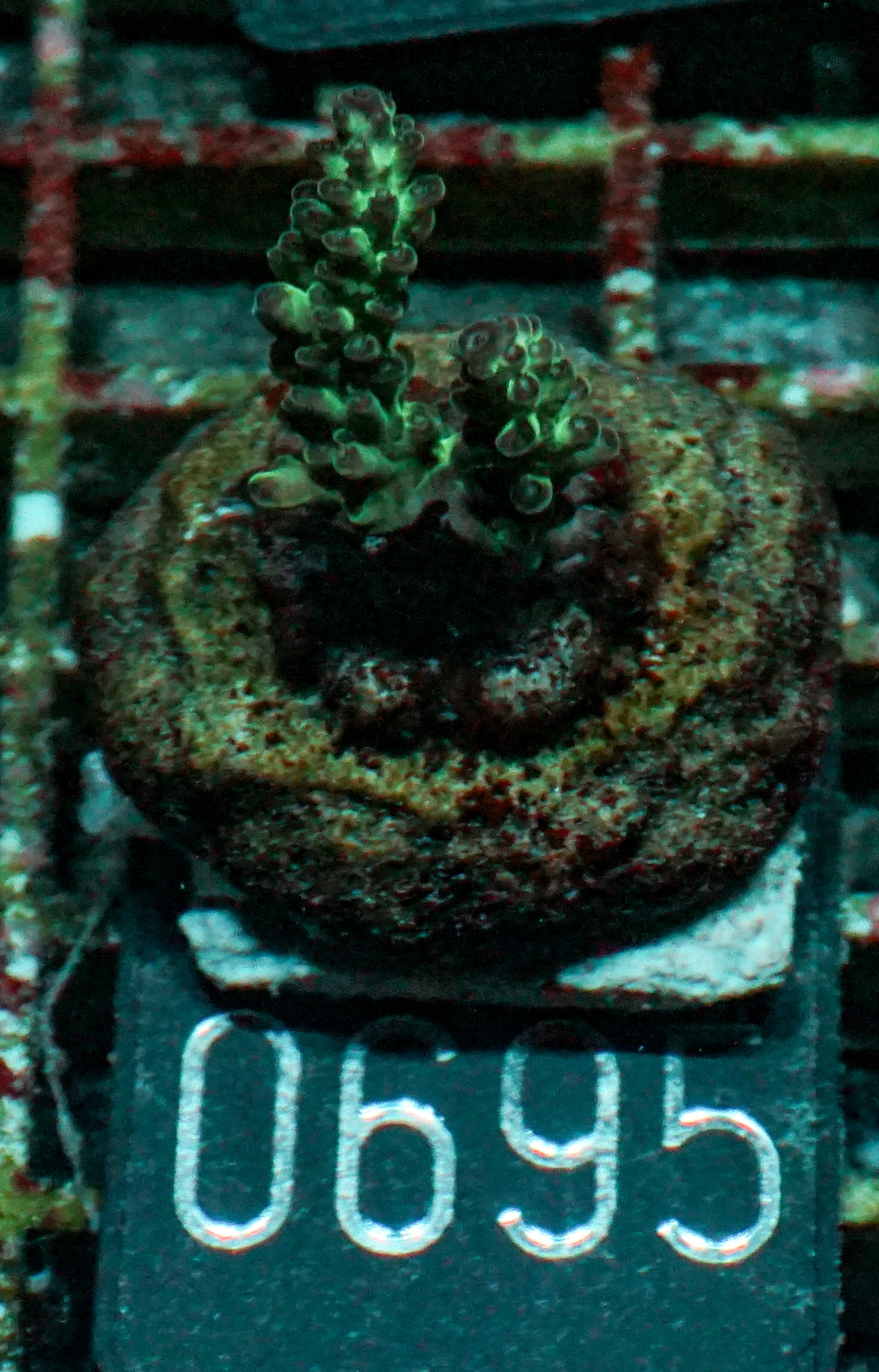 Acropora sp. "Ronnies dream" - rare