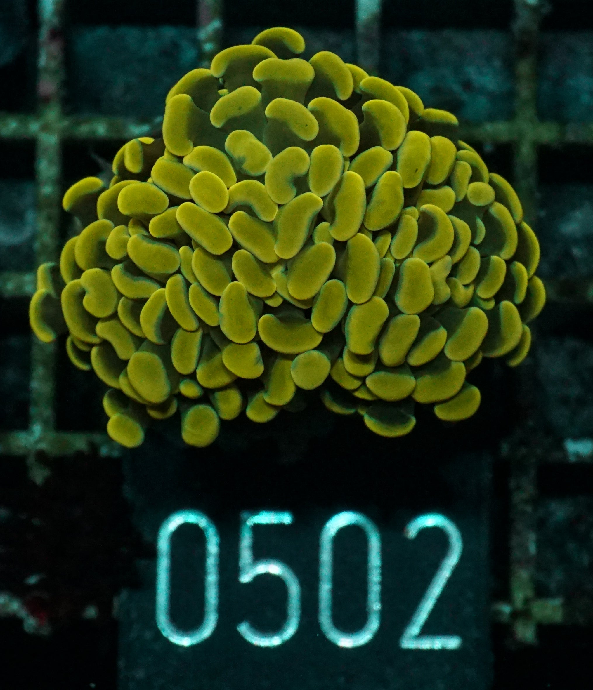 Euphyllia/Fimbriaphyllia paraancora "golden nugget" ultra