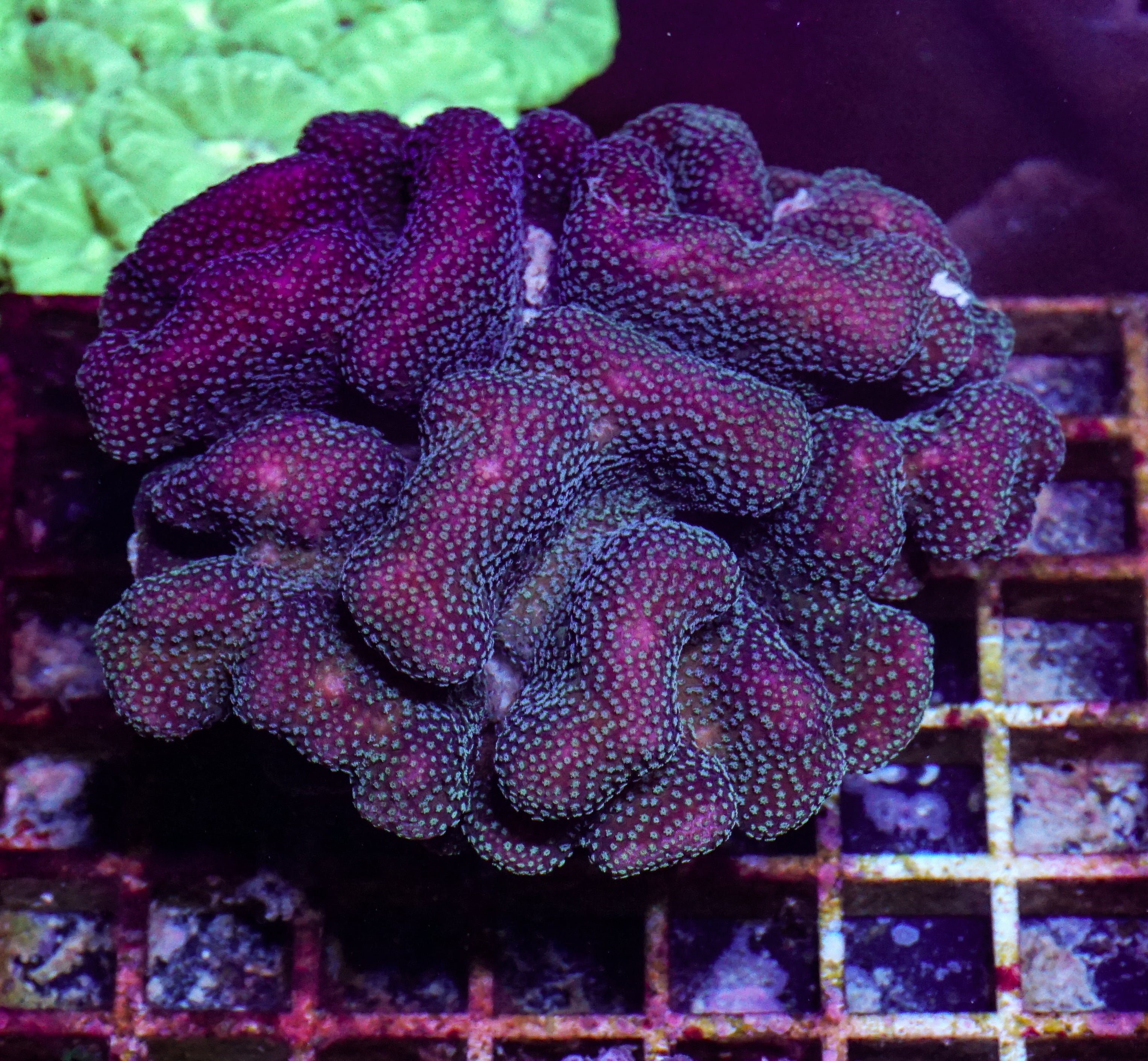 Stylophora pistillata "pink" XXL (kein Versand)