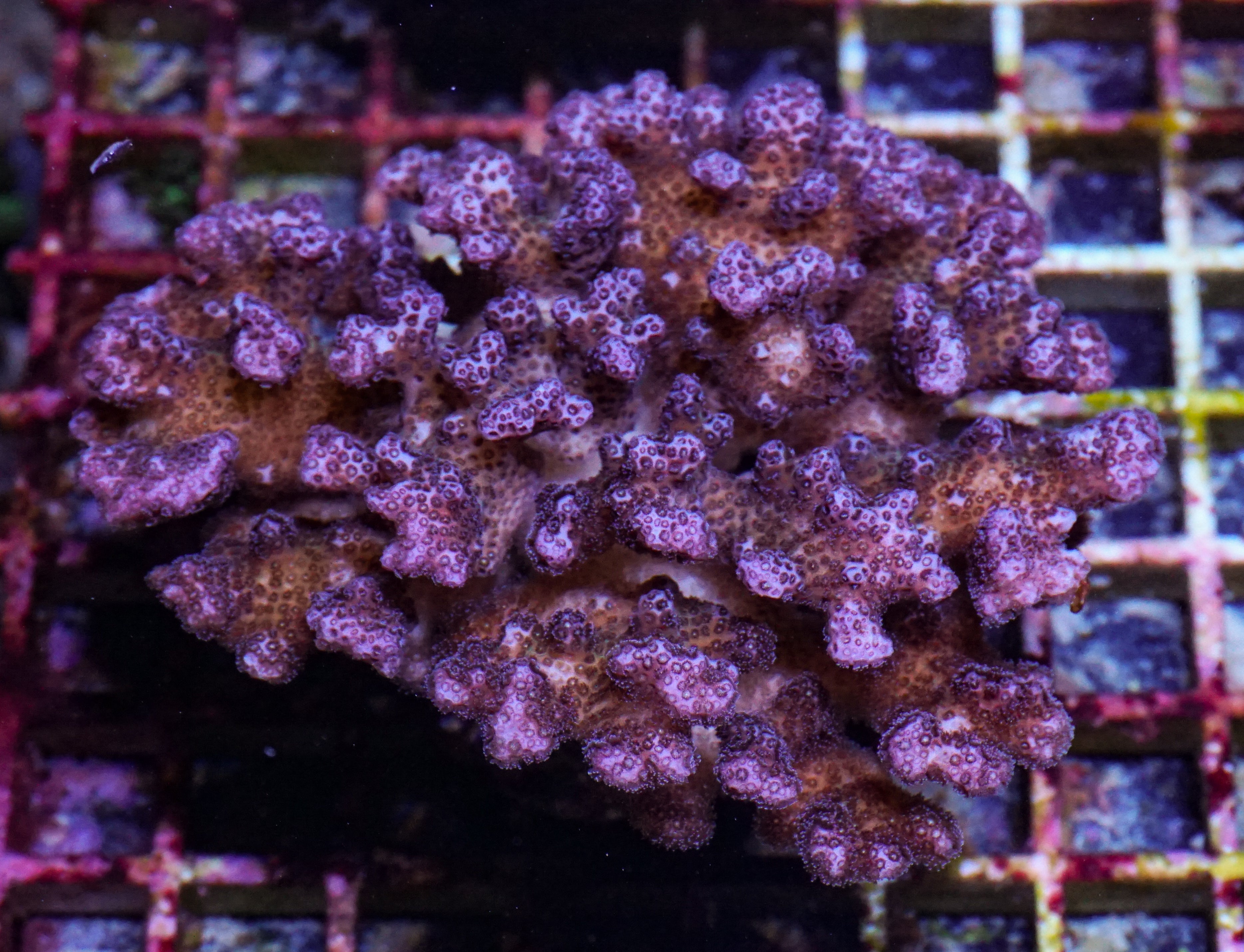 Pocillopora acuta XXL (kein Versand)