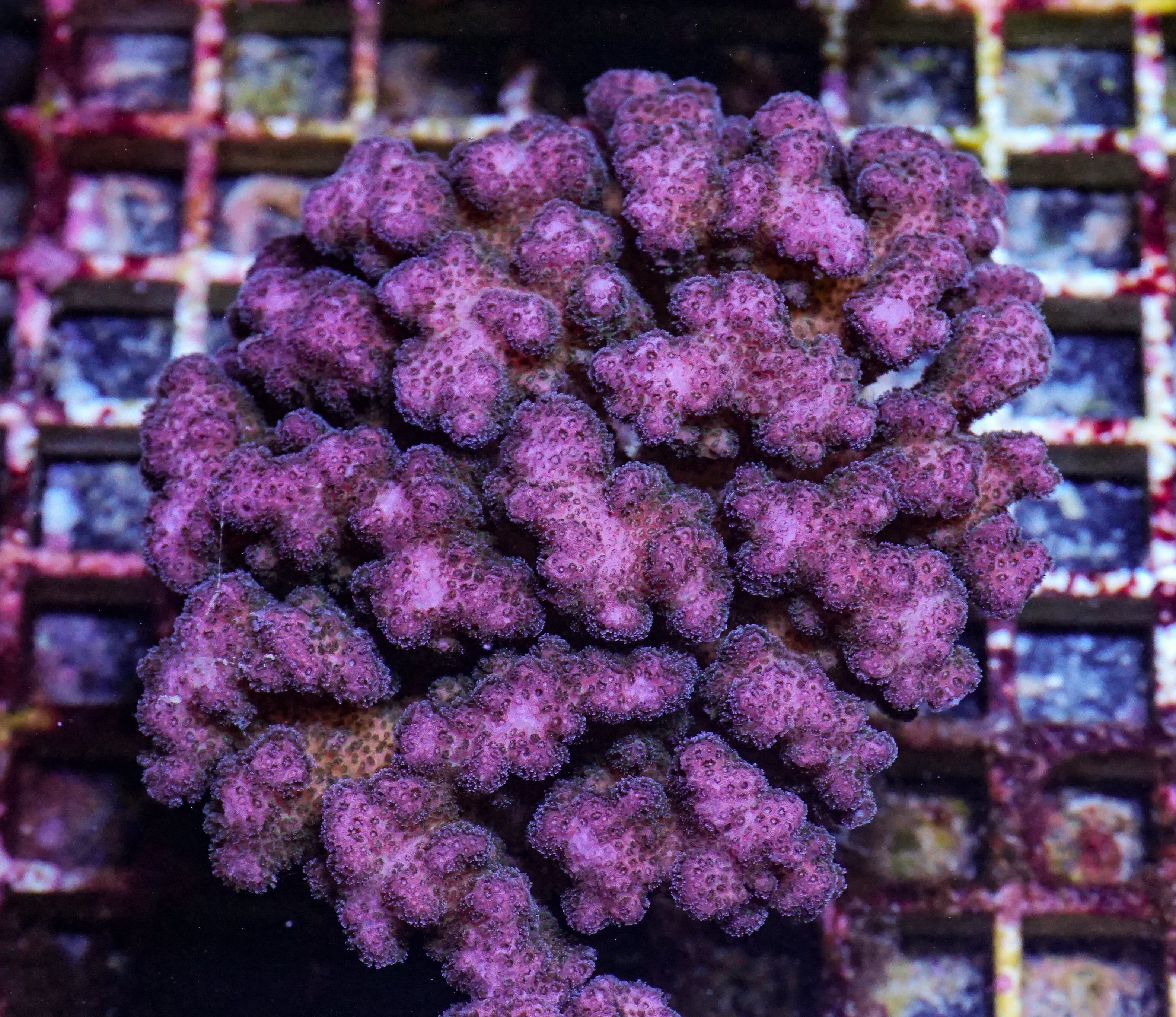 Pocillopora damicornis XXL (kein Versand)
