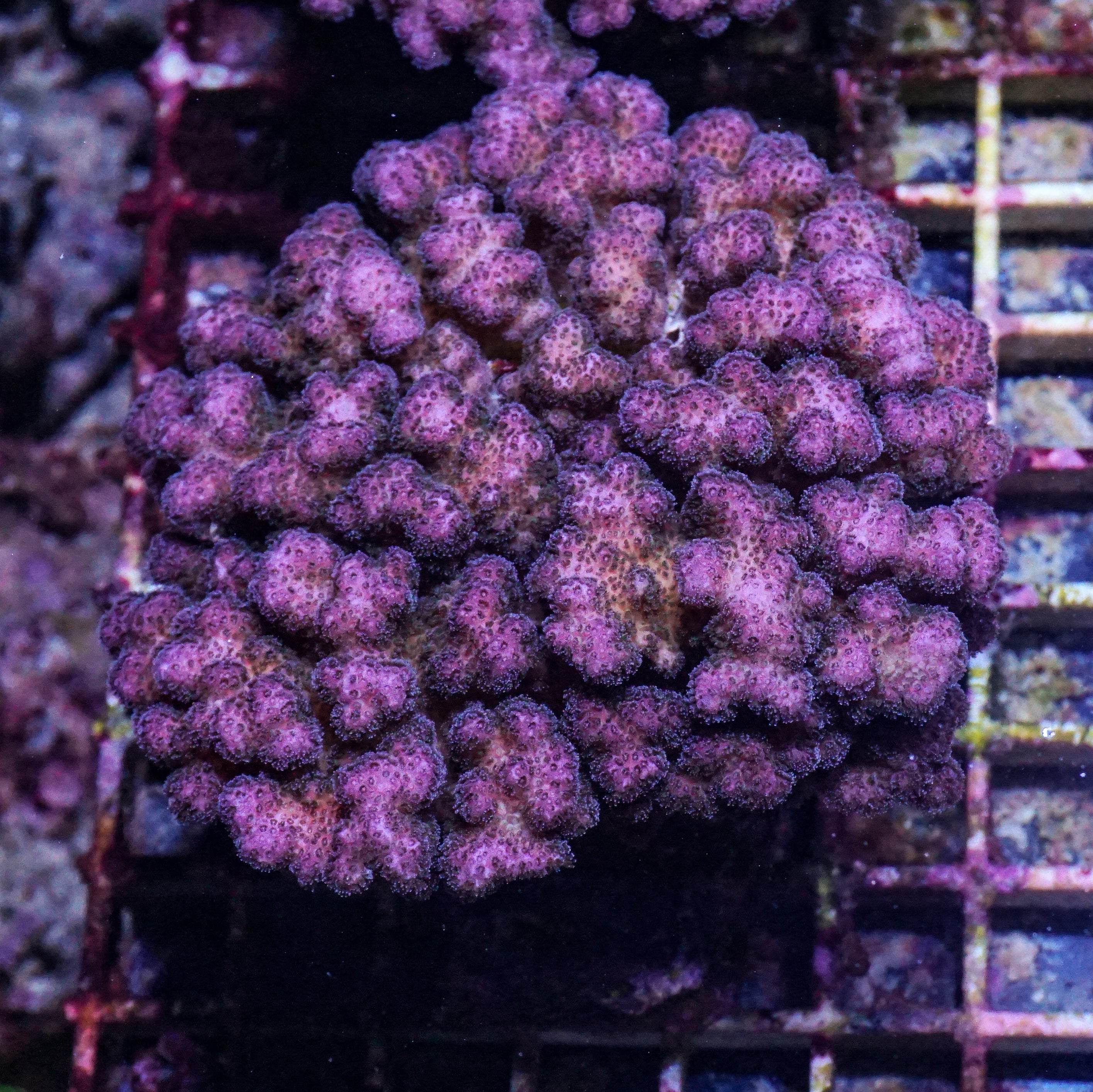 Pocillopora damicornis XXL (kein Versand)