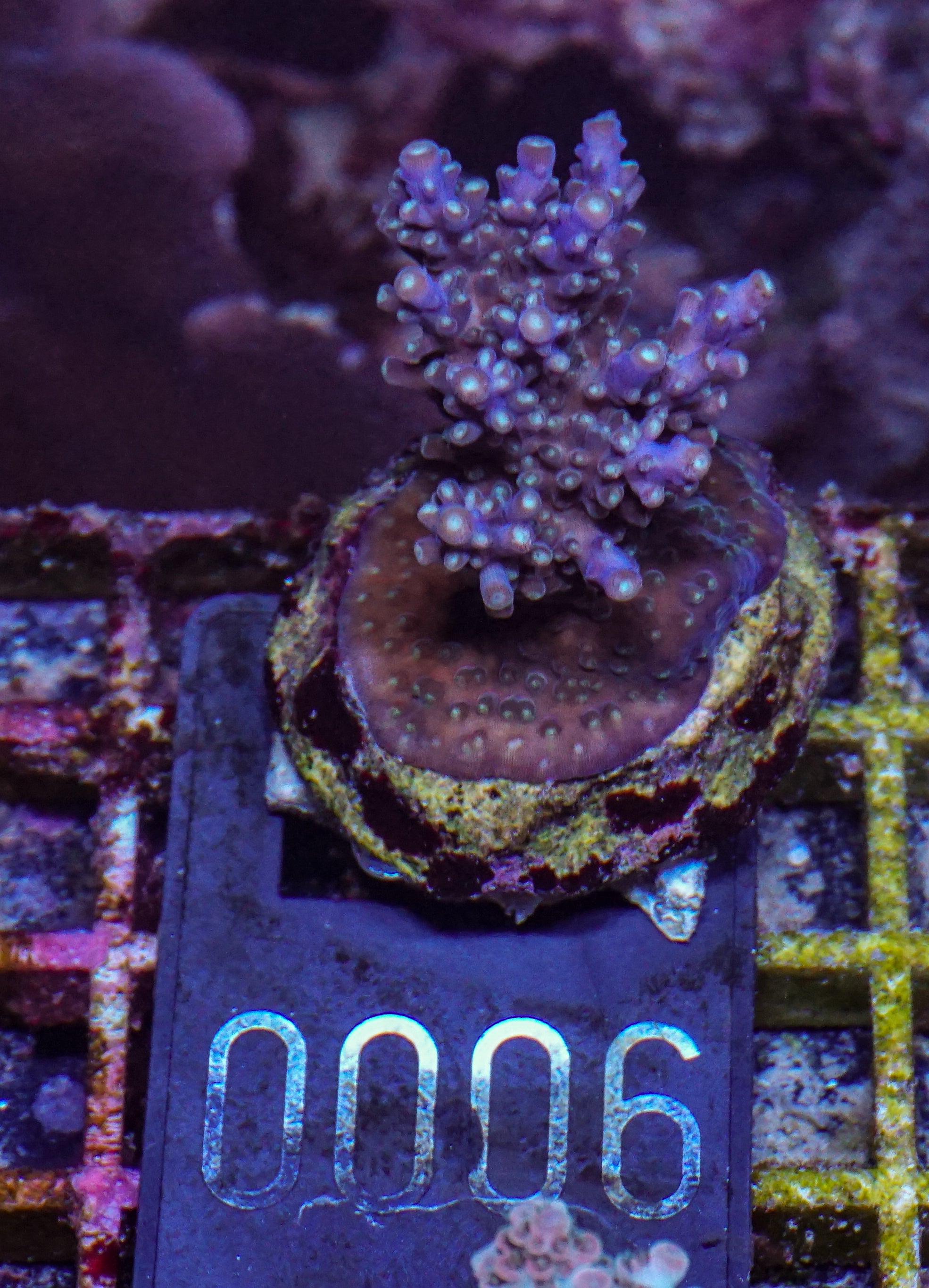 Acropora valida