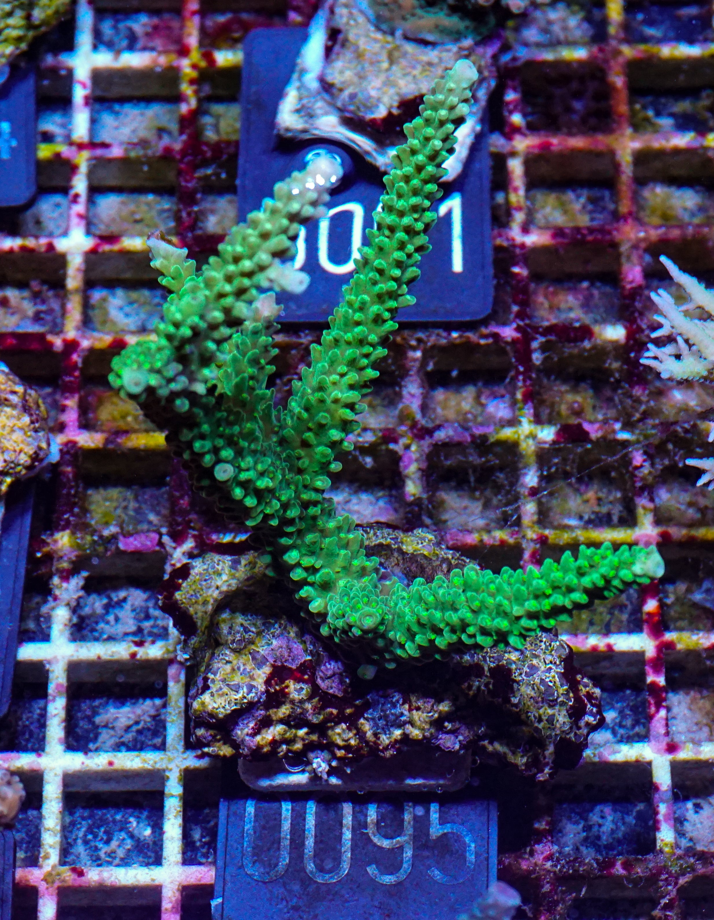 Acropora tumida "Enzmann"