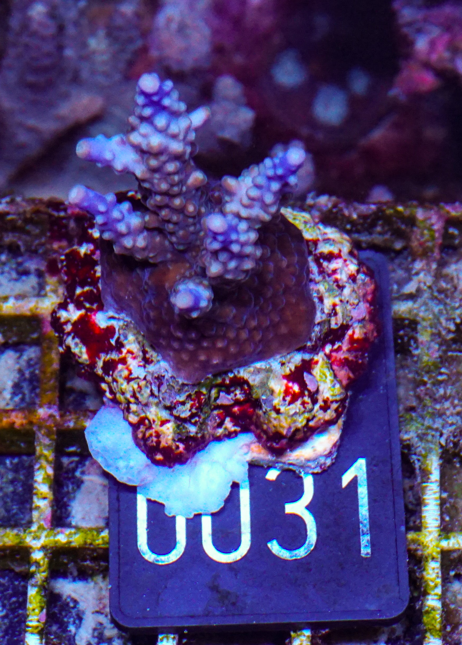 Acropora valida