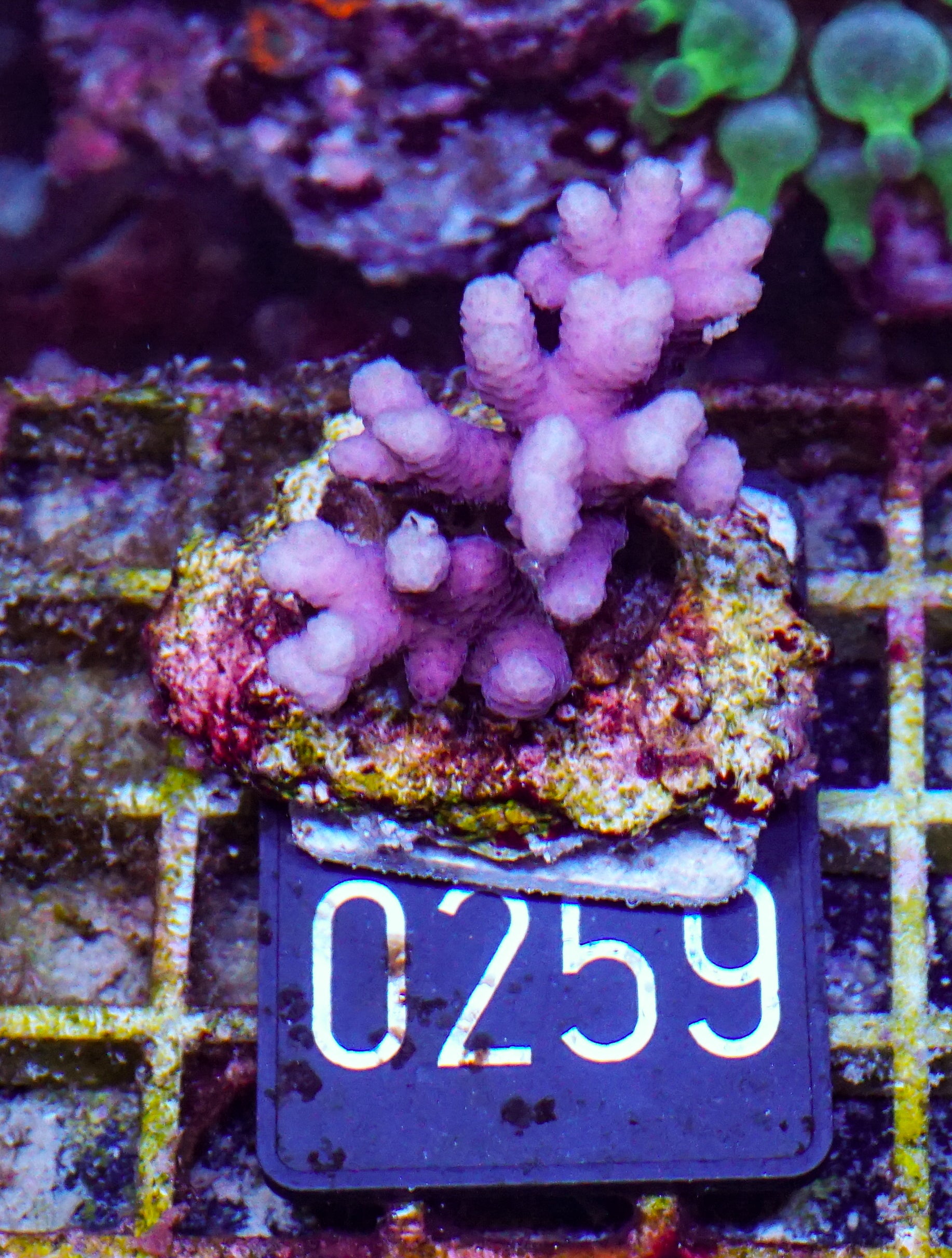 Stylophora subseriata
