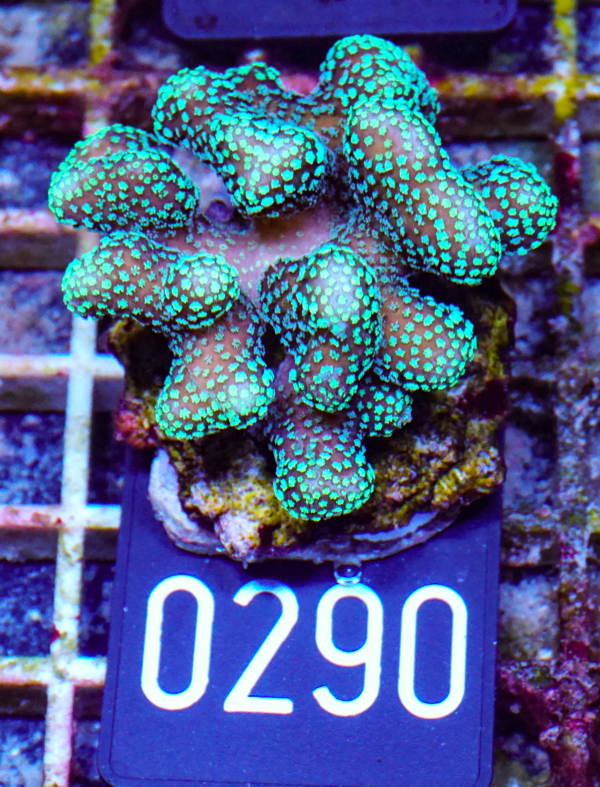 Stylophora pistillata "green"